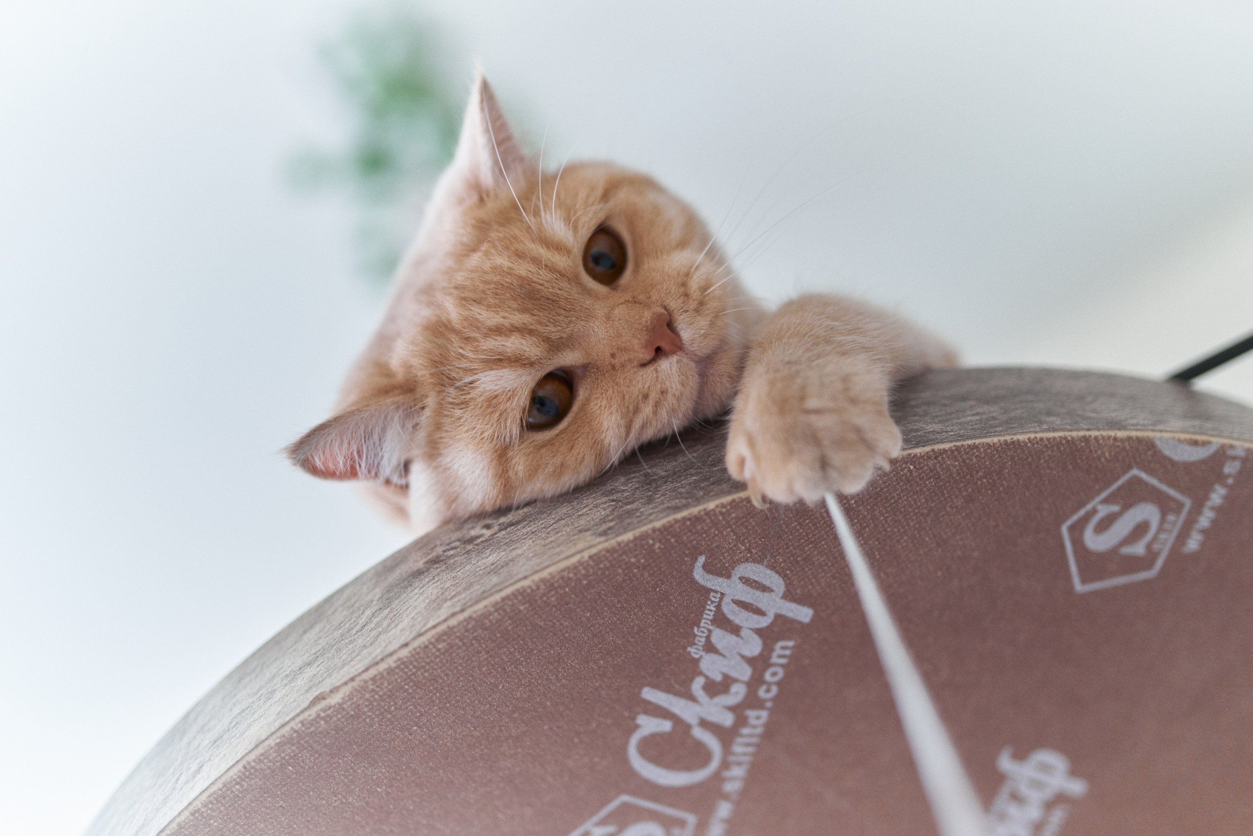 Фотосессия кота. Мужская фотосессия в СПб|Ирина Курманаева