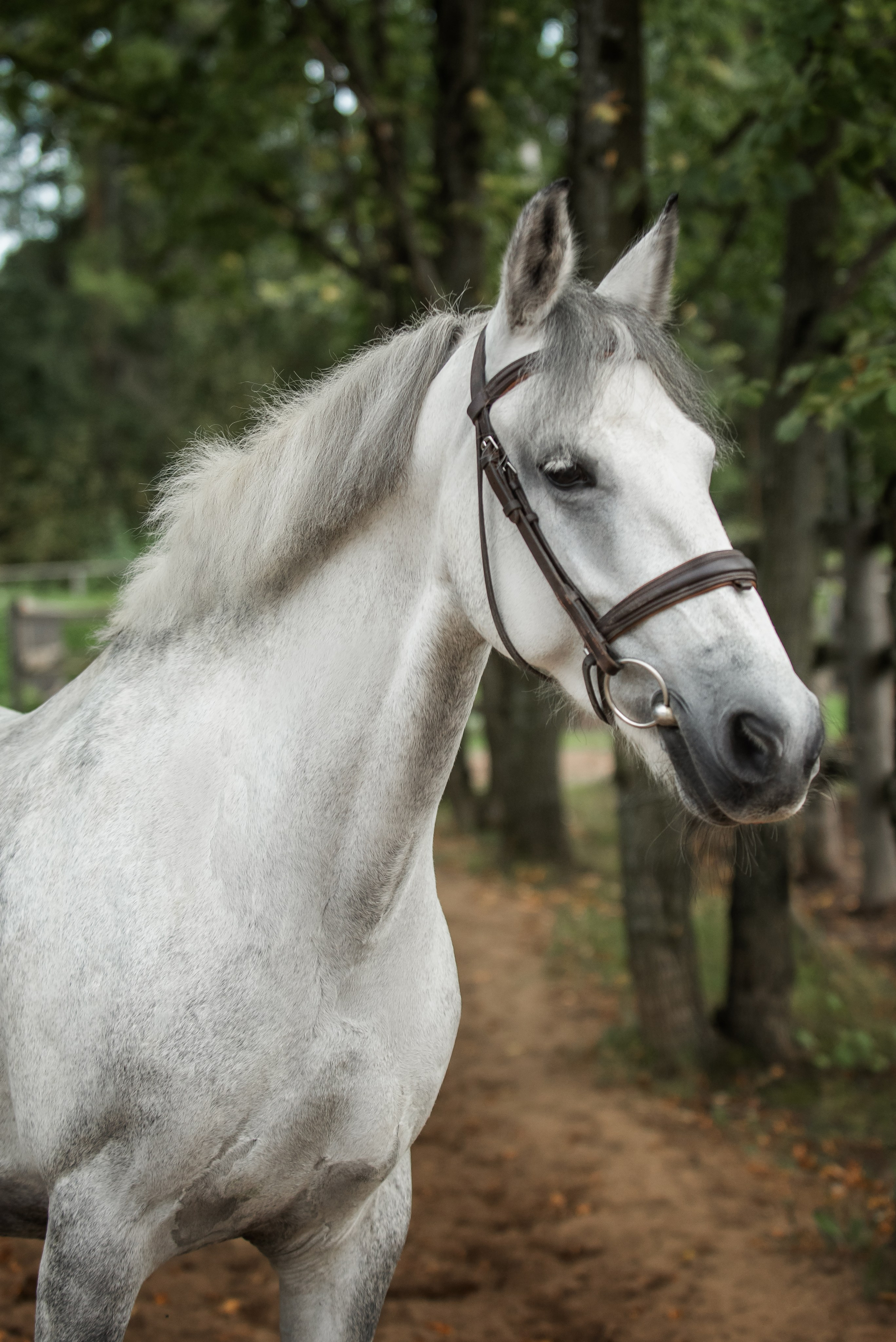 Тренеры и кони КСК «АЛМАЗОВО». Конный фотограф Куракина Дарья • Фотосессии с лошадьми