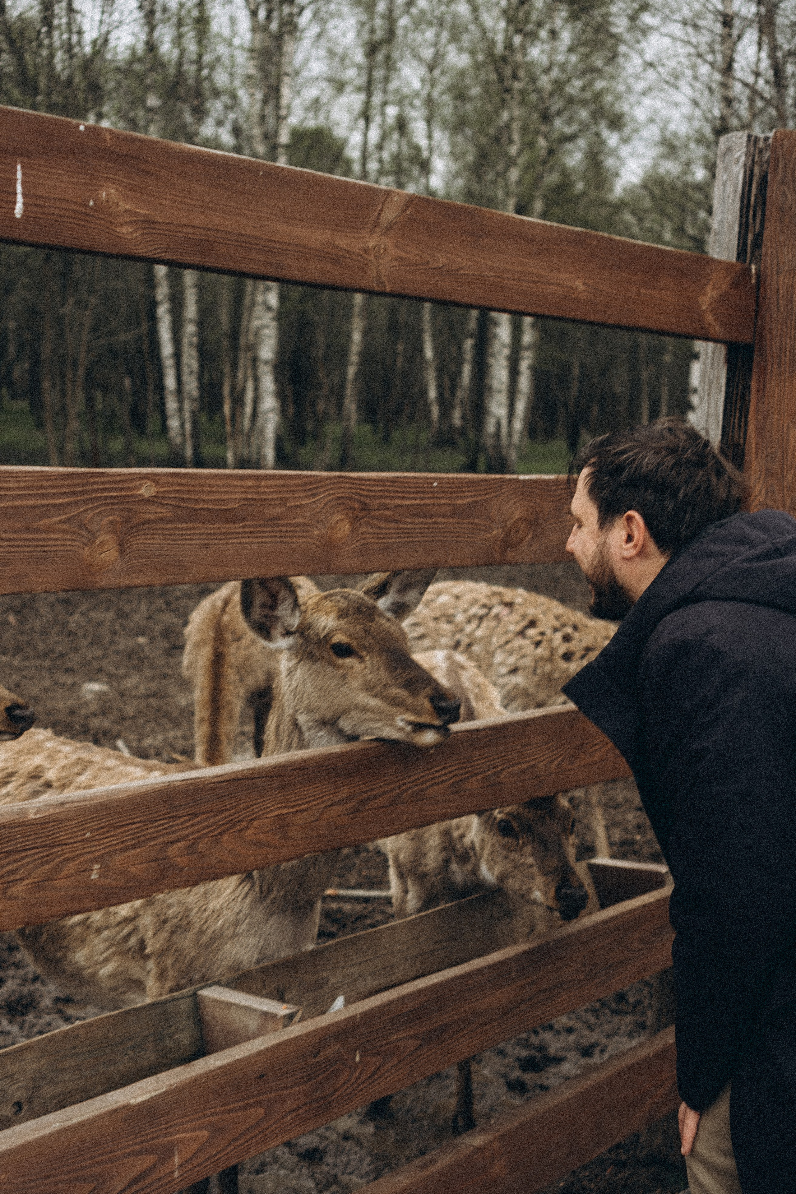 ОЛЕНЬЯ ФЕРМА В ТВЕРИ. Профессиональный фотограф, Санкт-Петербург — Виктория Богомолова