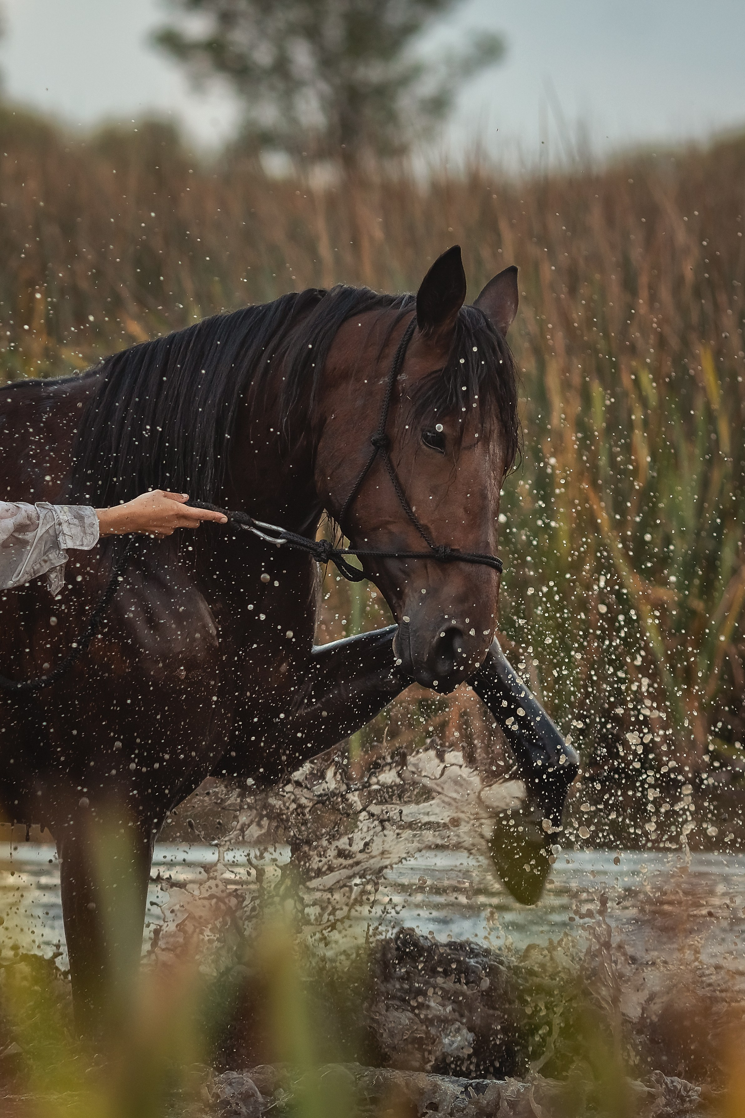 Фотосессия с лошадью у воды. Детский и семейный фотограф Анастасия Акатьева Оренбург/Курган