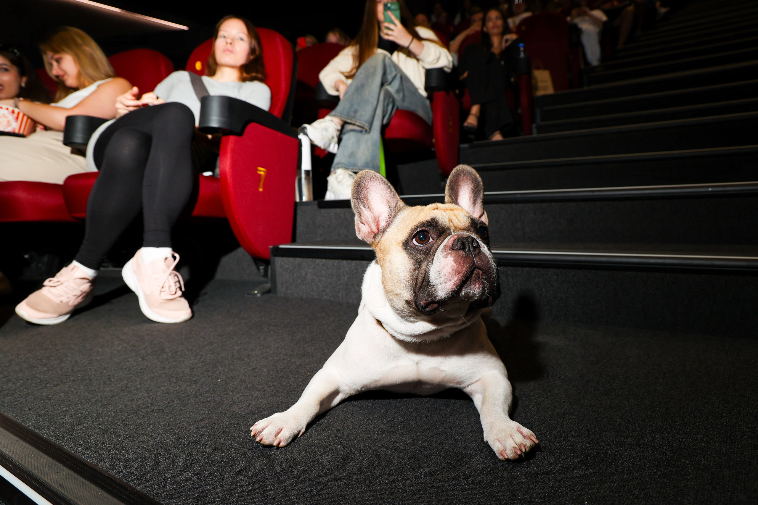 Премьера фильма «Хвостатый переполох». Свадебный и Event фотограф в Москве Бажина Ирина