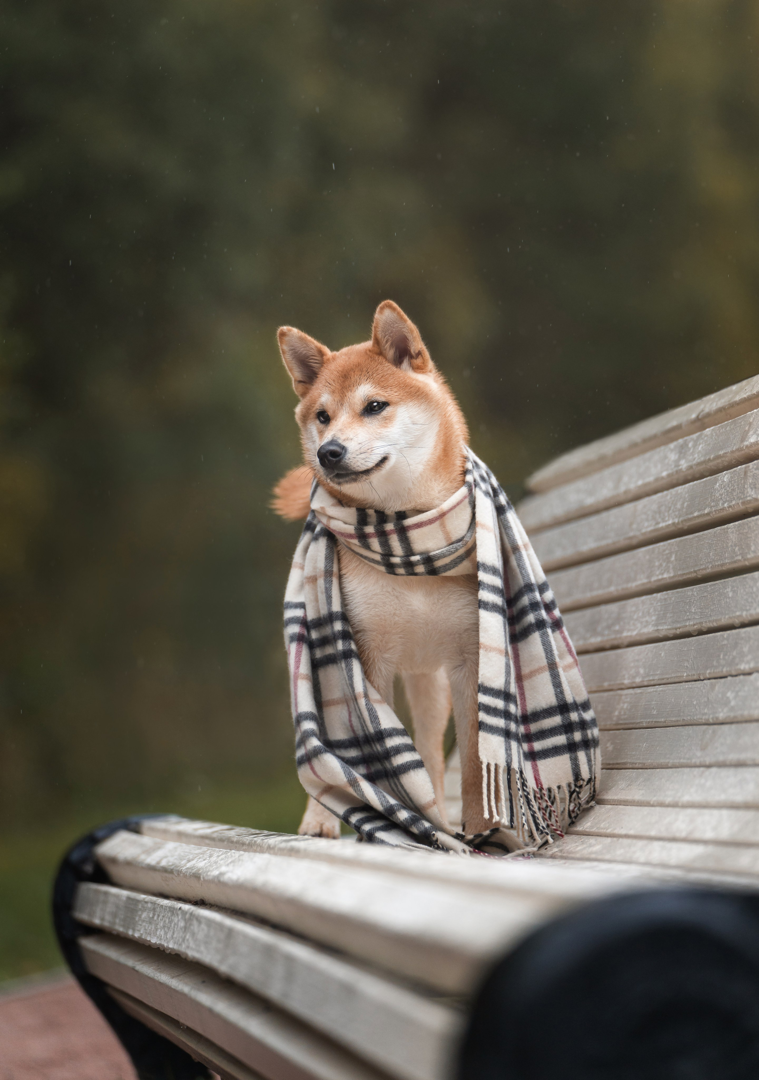 Сабуру. Фотограф анималист Осипчикова Мария