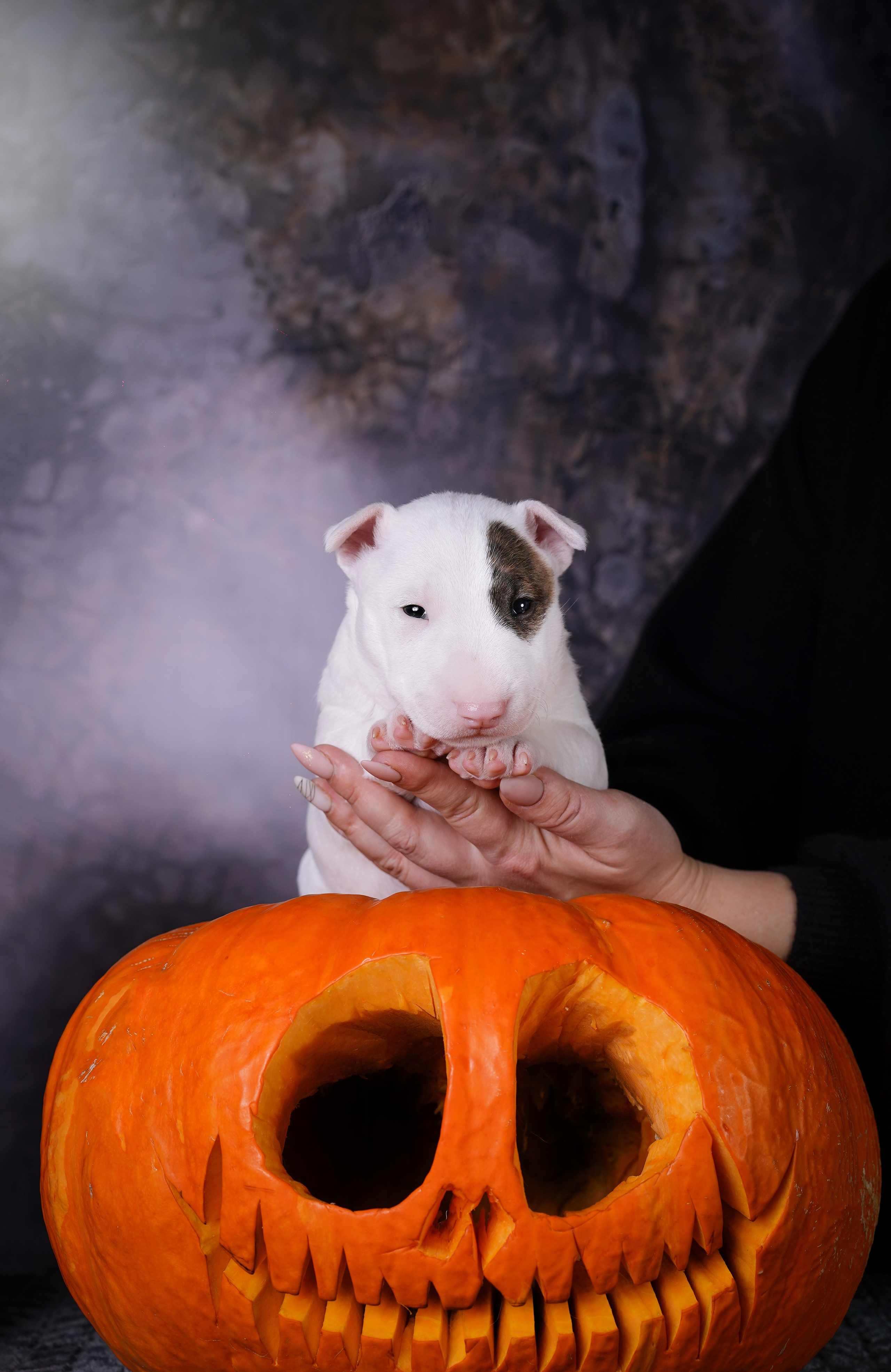 Щенки минибультерьера. Фотограф-анималист в Санкт-Петербурге Яна Мартынова