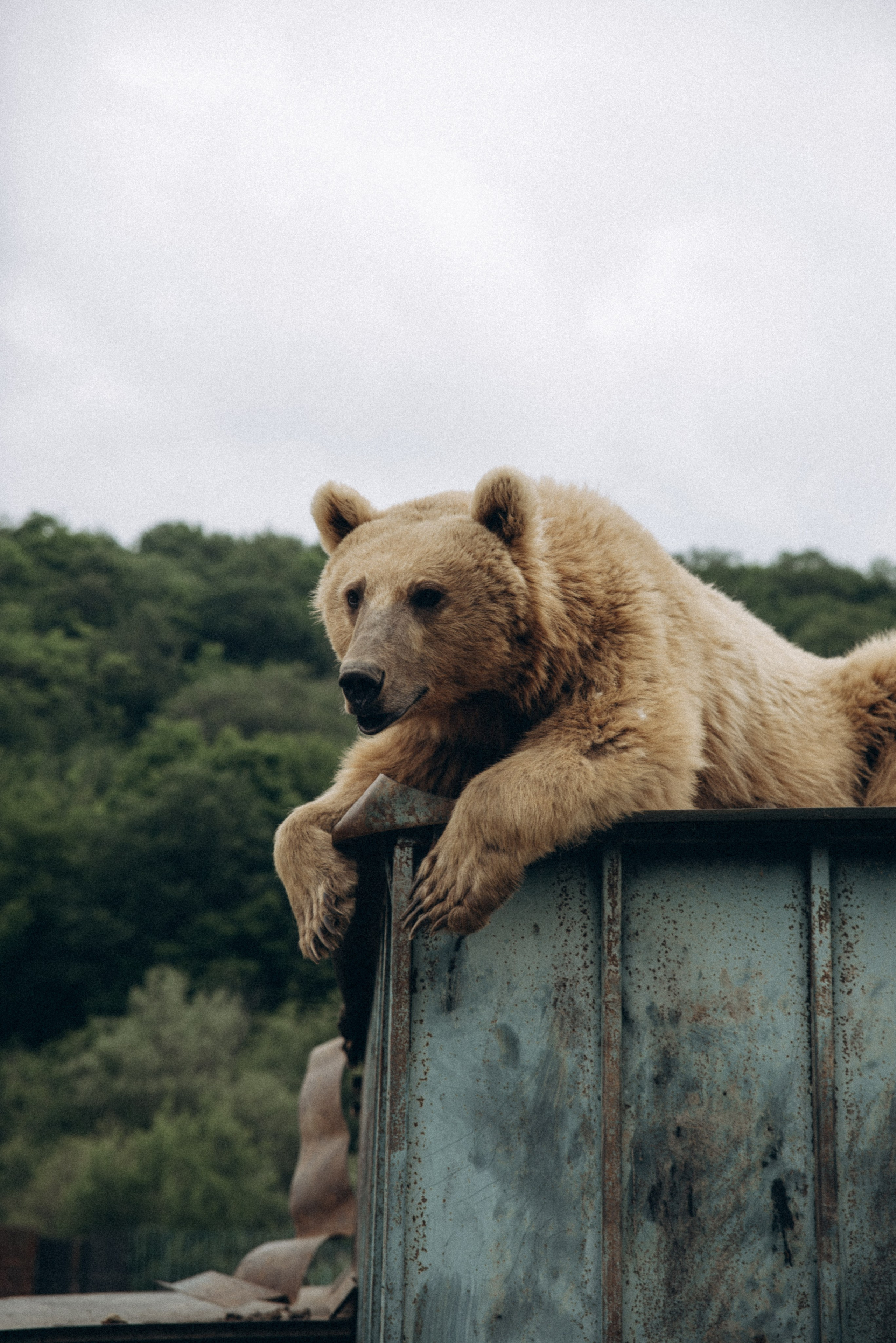 Медвежий приют, Мамкода, Грузия 🇬🇪 «Honey Trip». Anita_photo