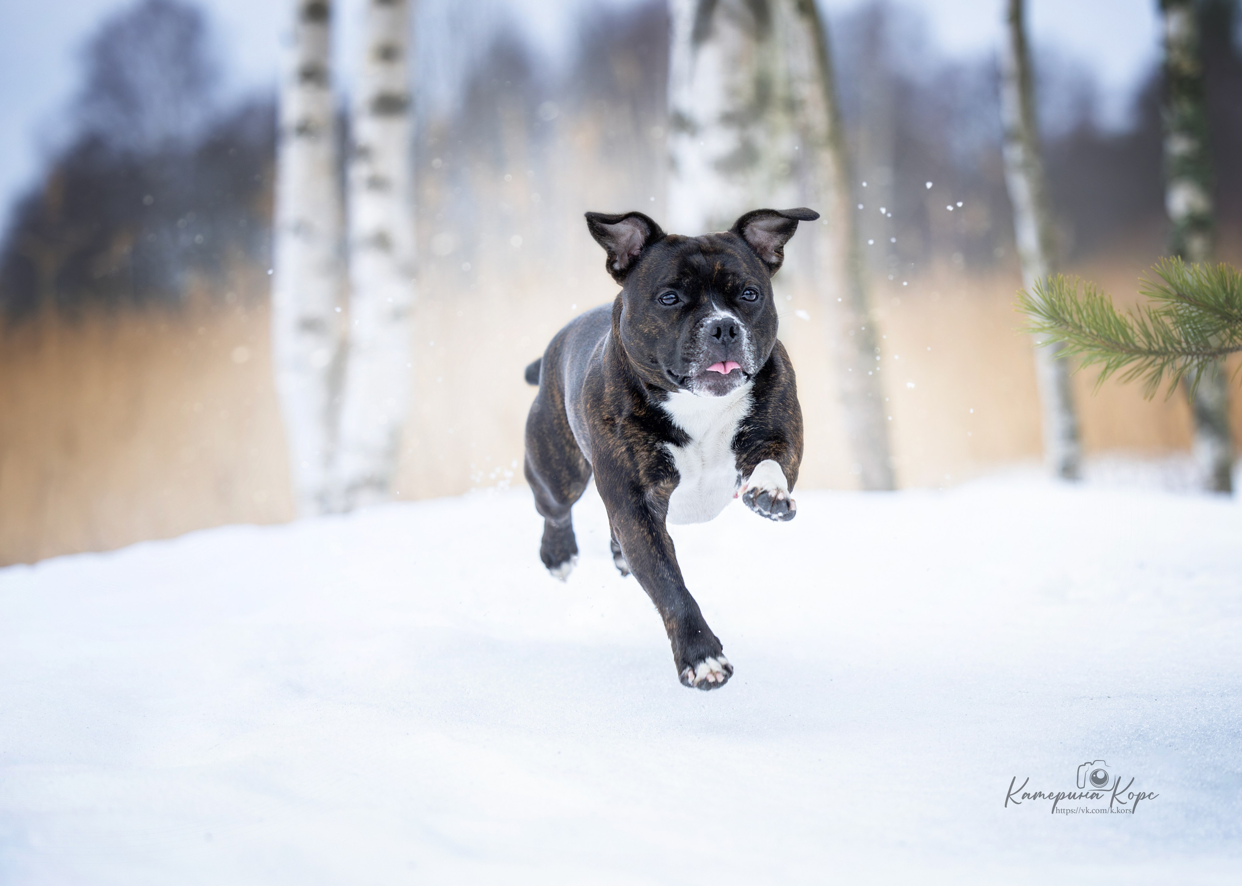 Прогулки. Главная