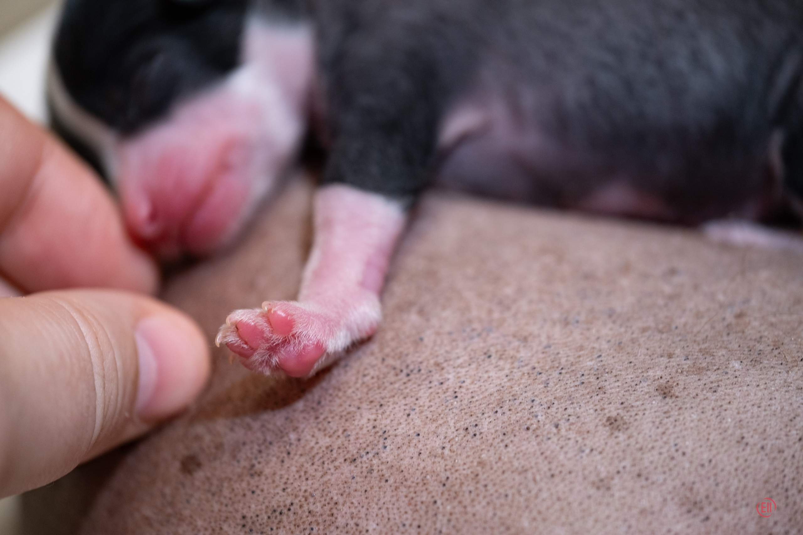 4-й день. Poale Ell Dasha