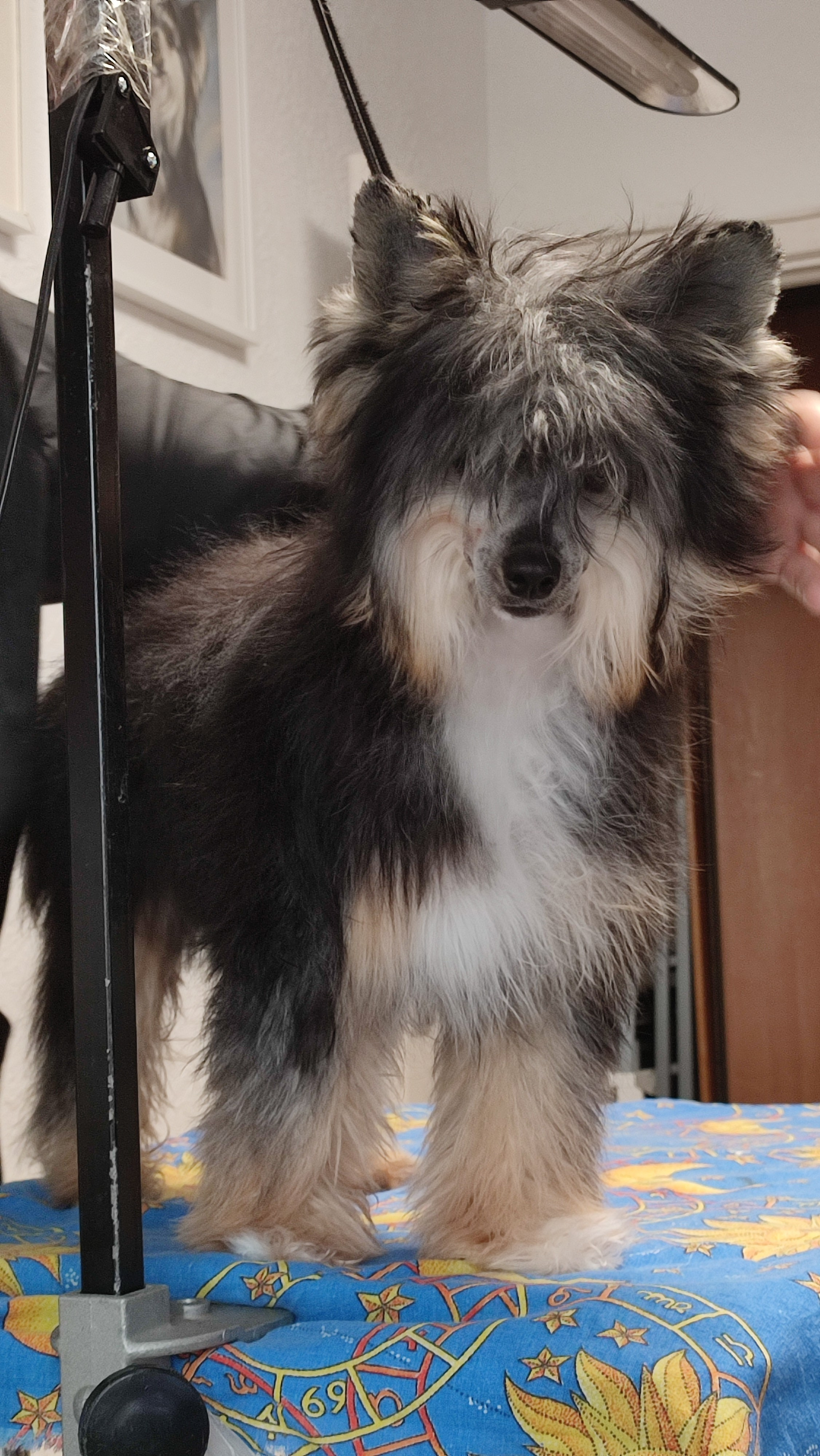 Нашей красавице Грэйсюше 7 месяцев. Питомник китайских хохлатых собак Poale Ell: купить щенка