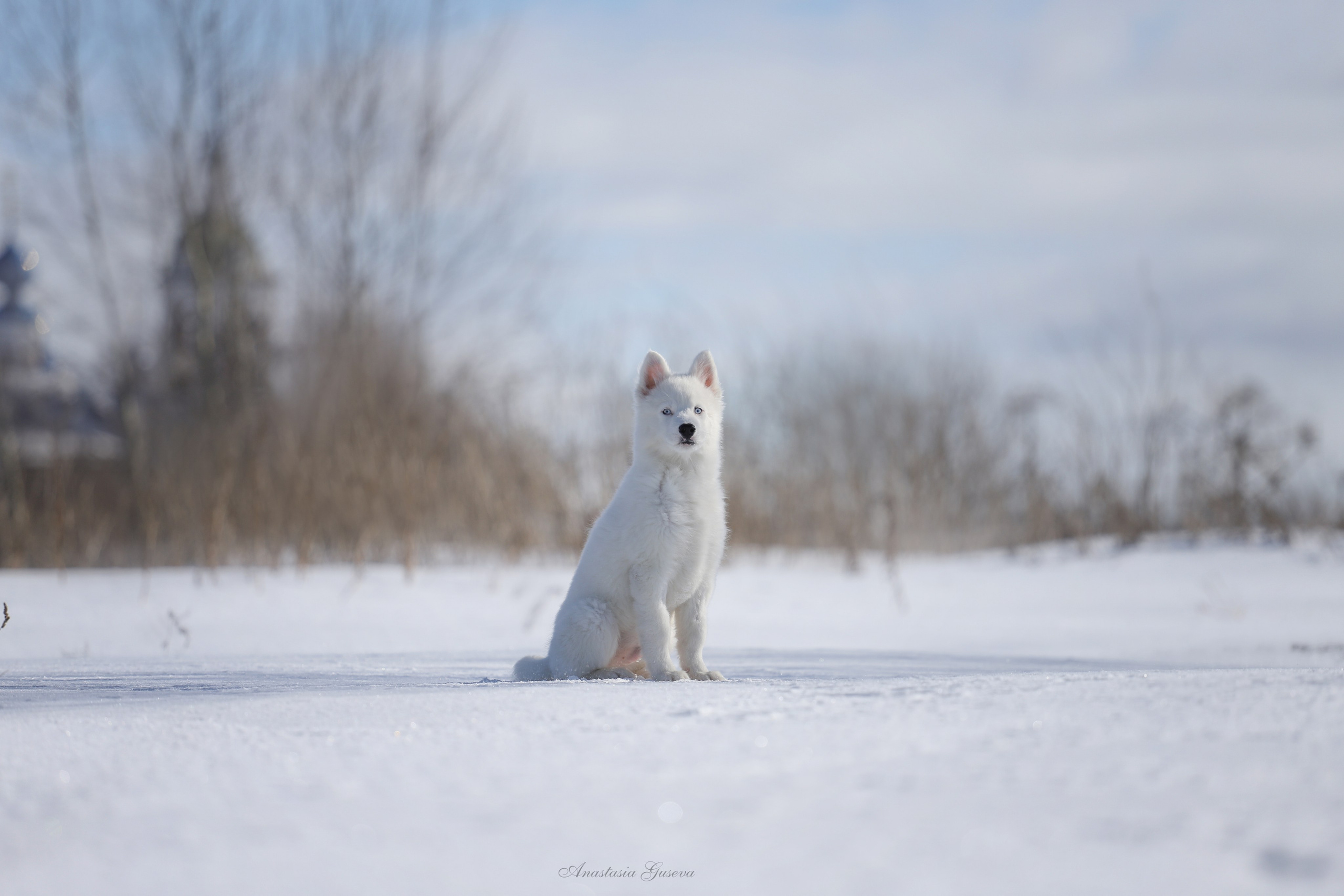 Фотосъёмка собак. Семейный и анималист фотограф в Переславле Анастасия Гусева