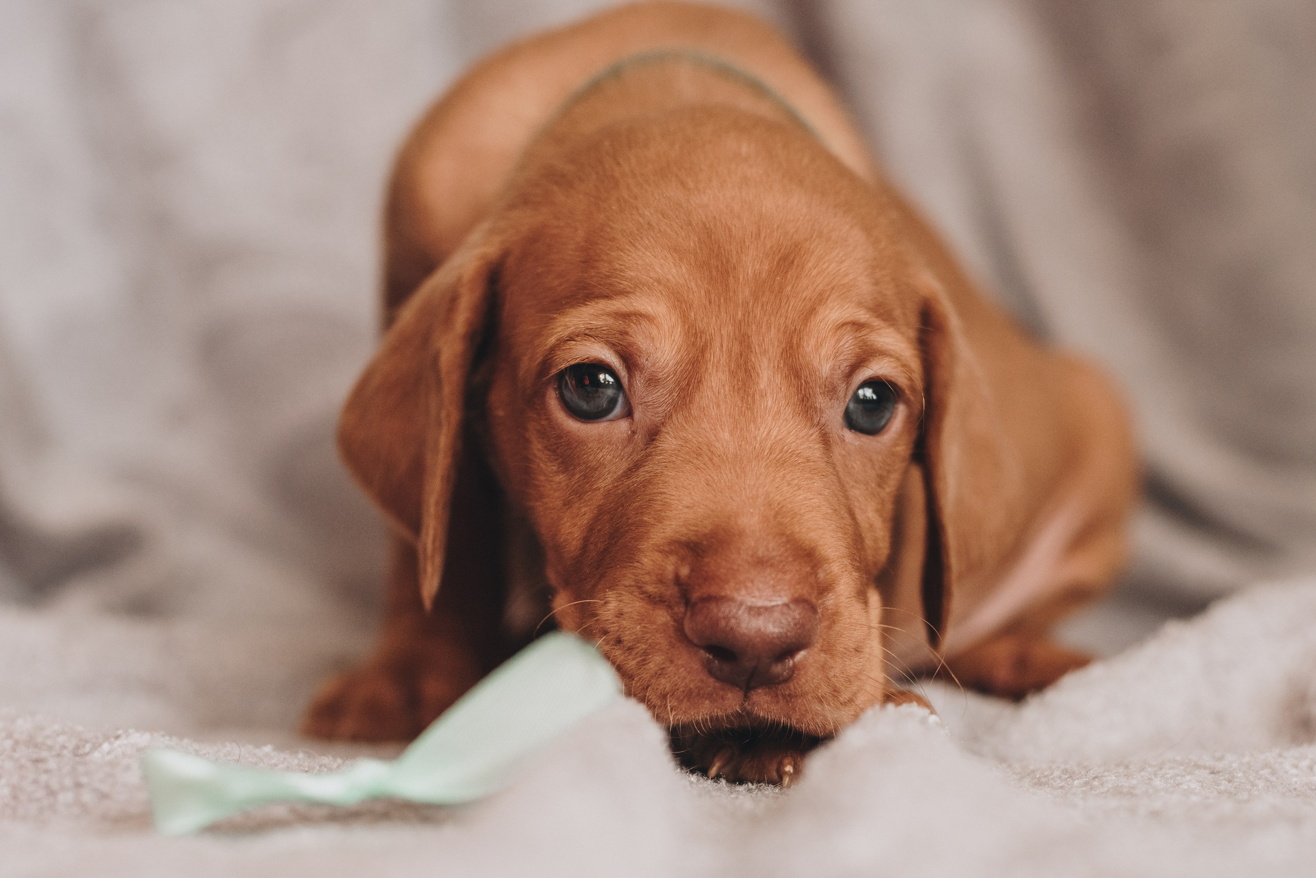 Hungarian Vizsla. Natalia Finch Photography — Family, Kids & Pet Photographer in Chicago, IL