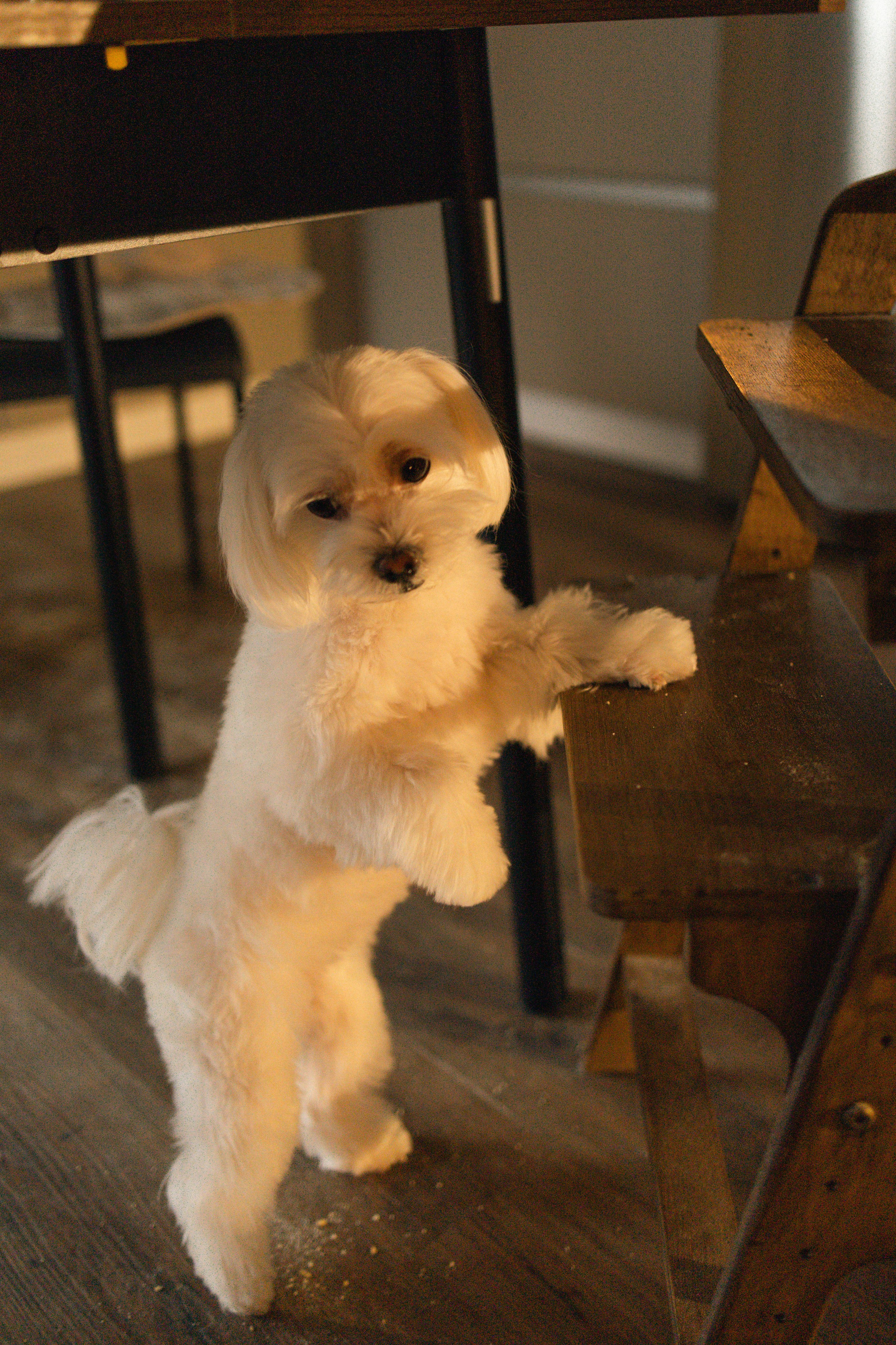 Домашняя. Фотограф Полина Абрамова