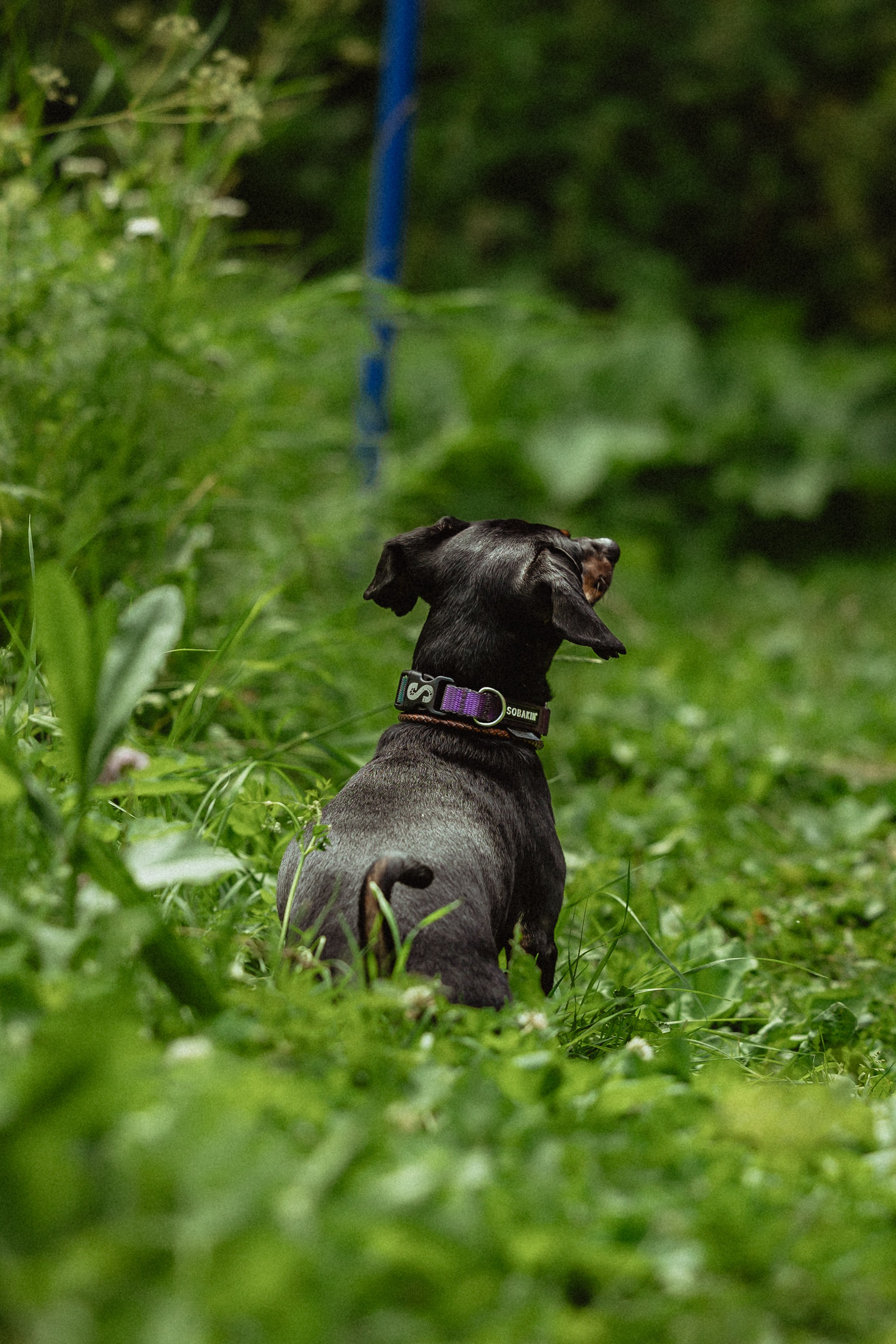 Выездной дог-тренинг от школы «Шерсть имею»