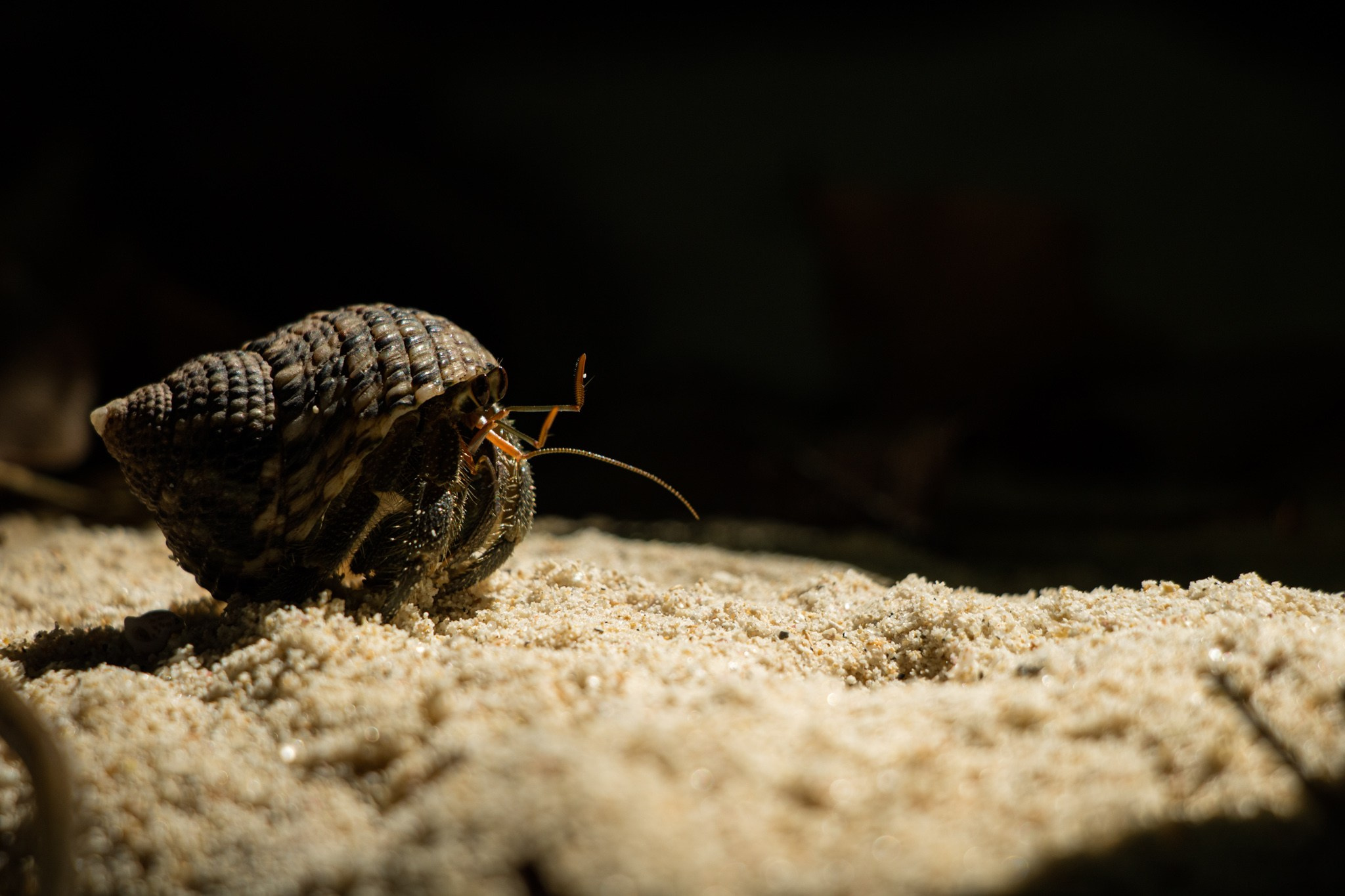 Макро. Фотограф Василий Буланов