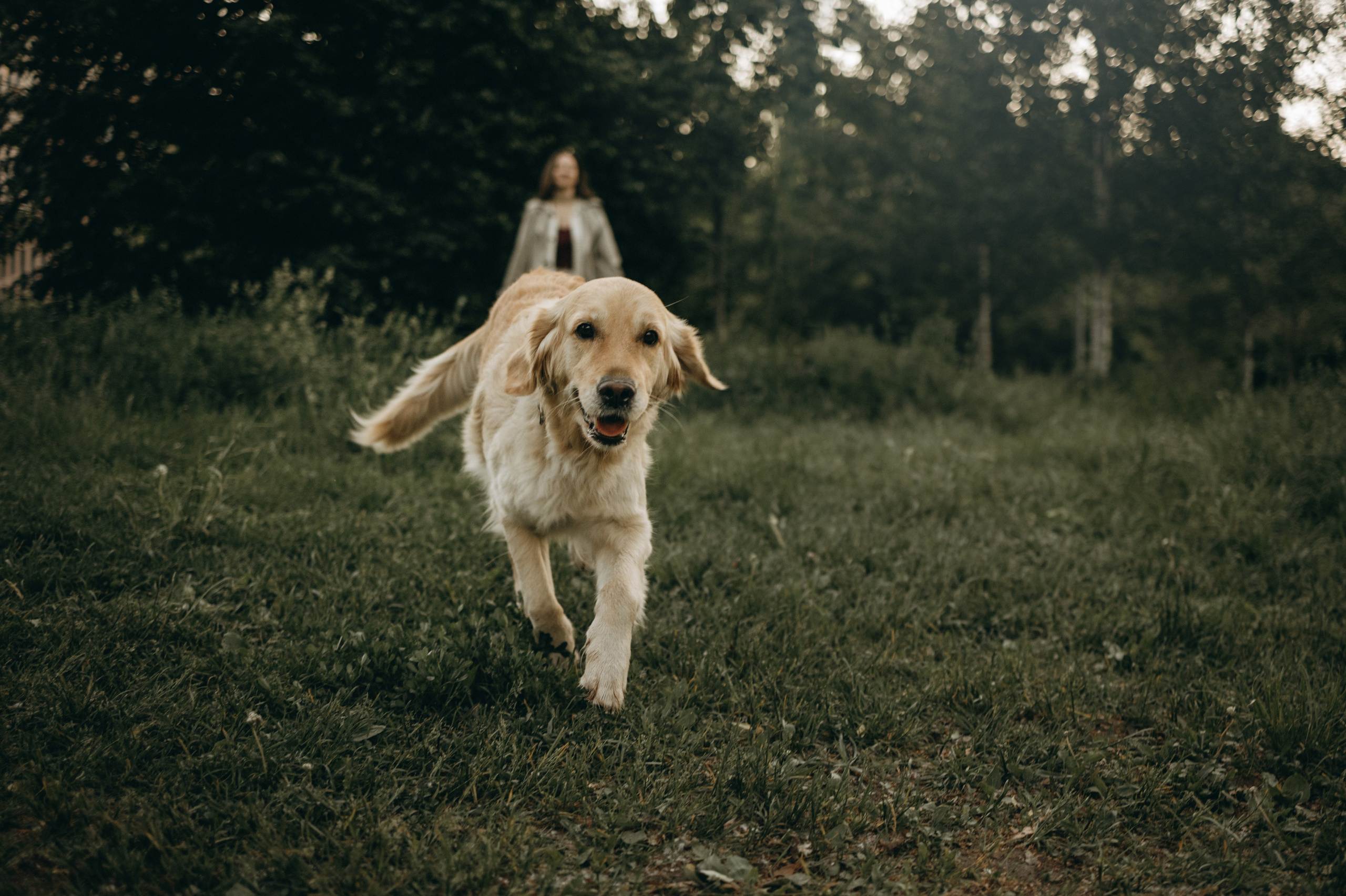 Пенни и ребята. Фотограф — Анималист | Санкт-Петербург
