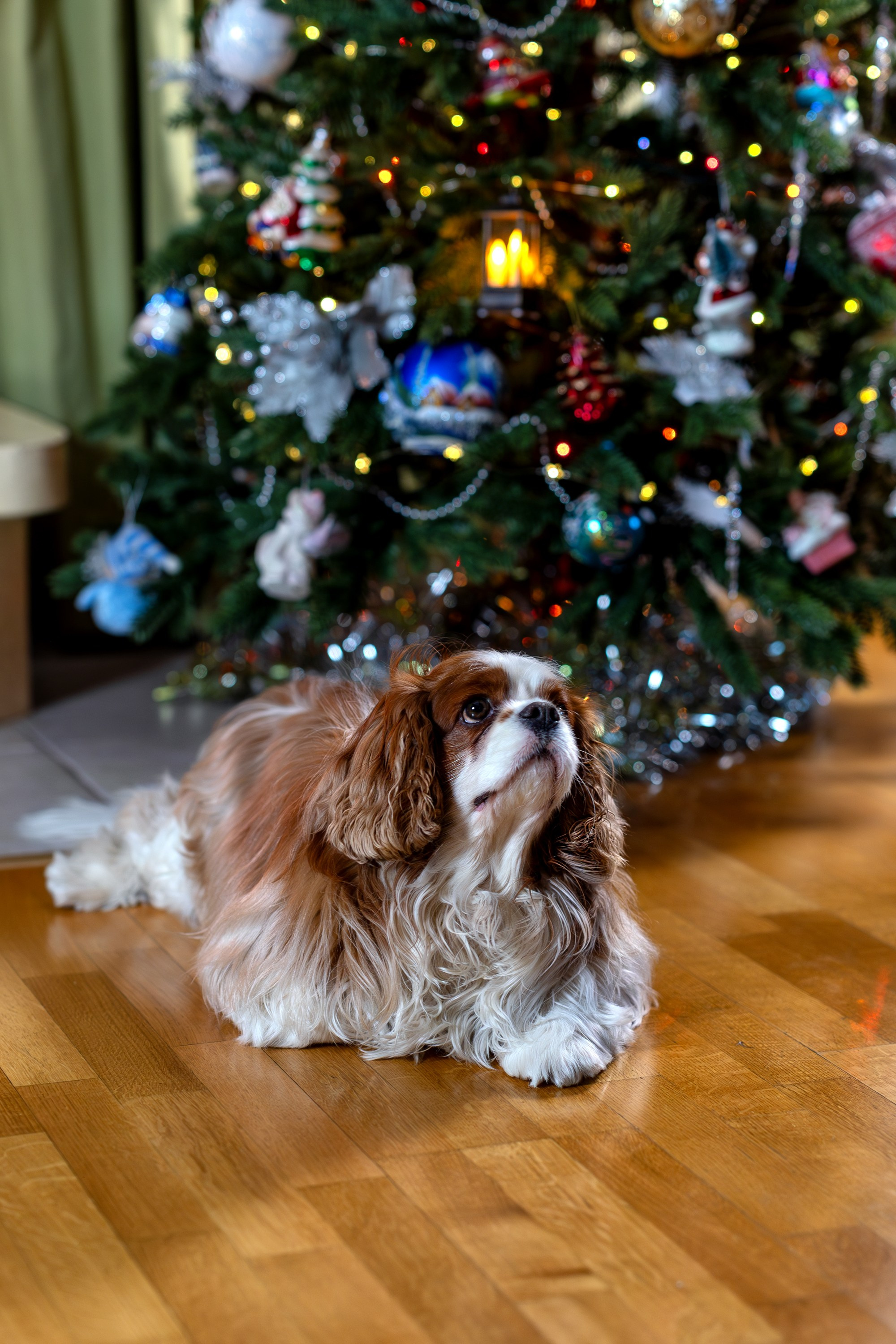 Новогодние чудесатости. Семейный и детский фотограф в Красноярске, Дивногорцева Светлана