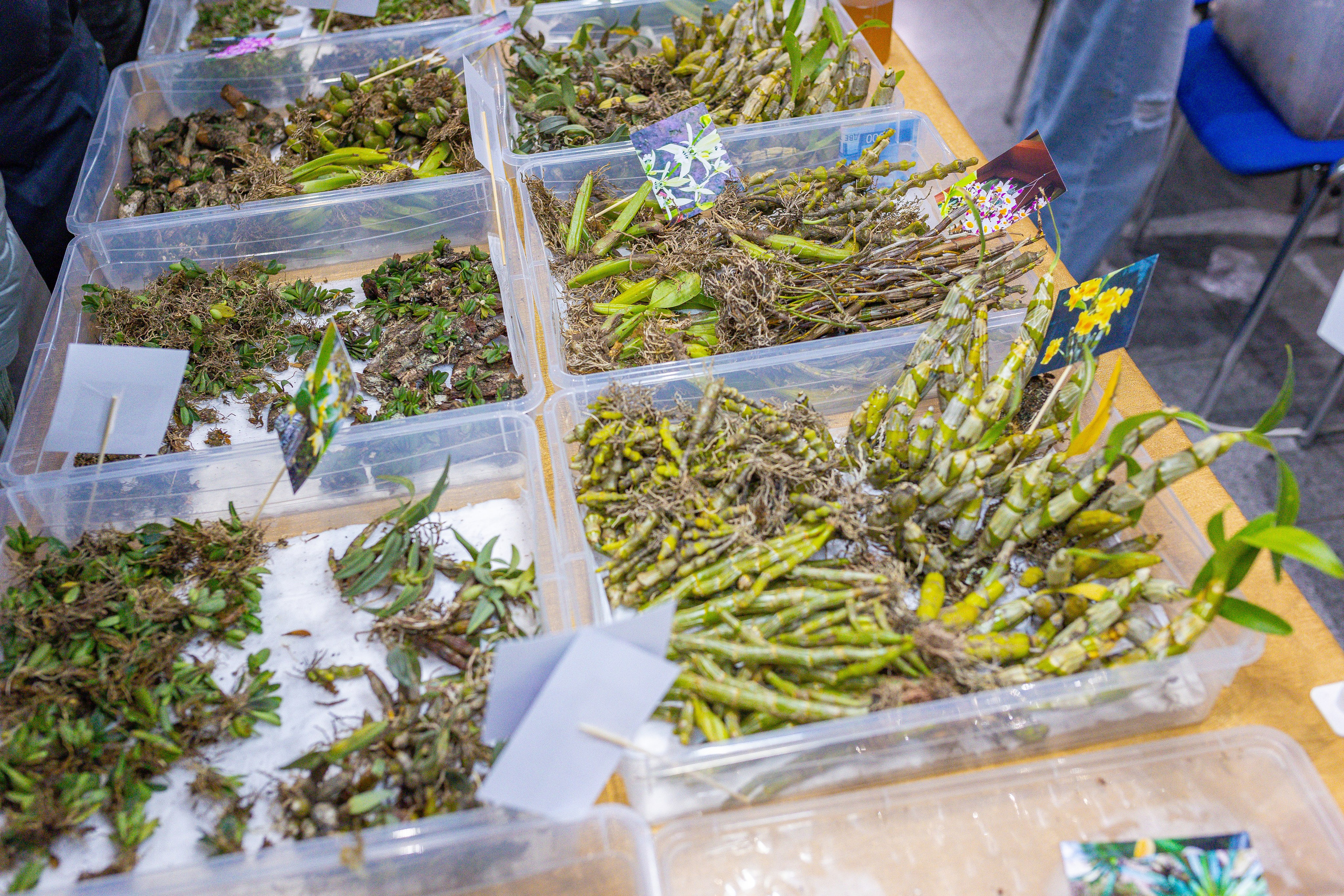 Орхидиум 12.2025. Александра Куликова фотограф, Москва
