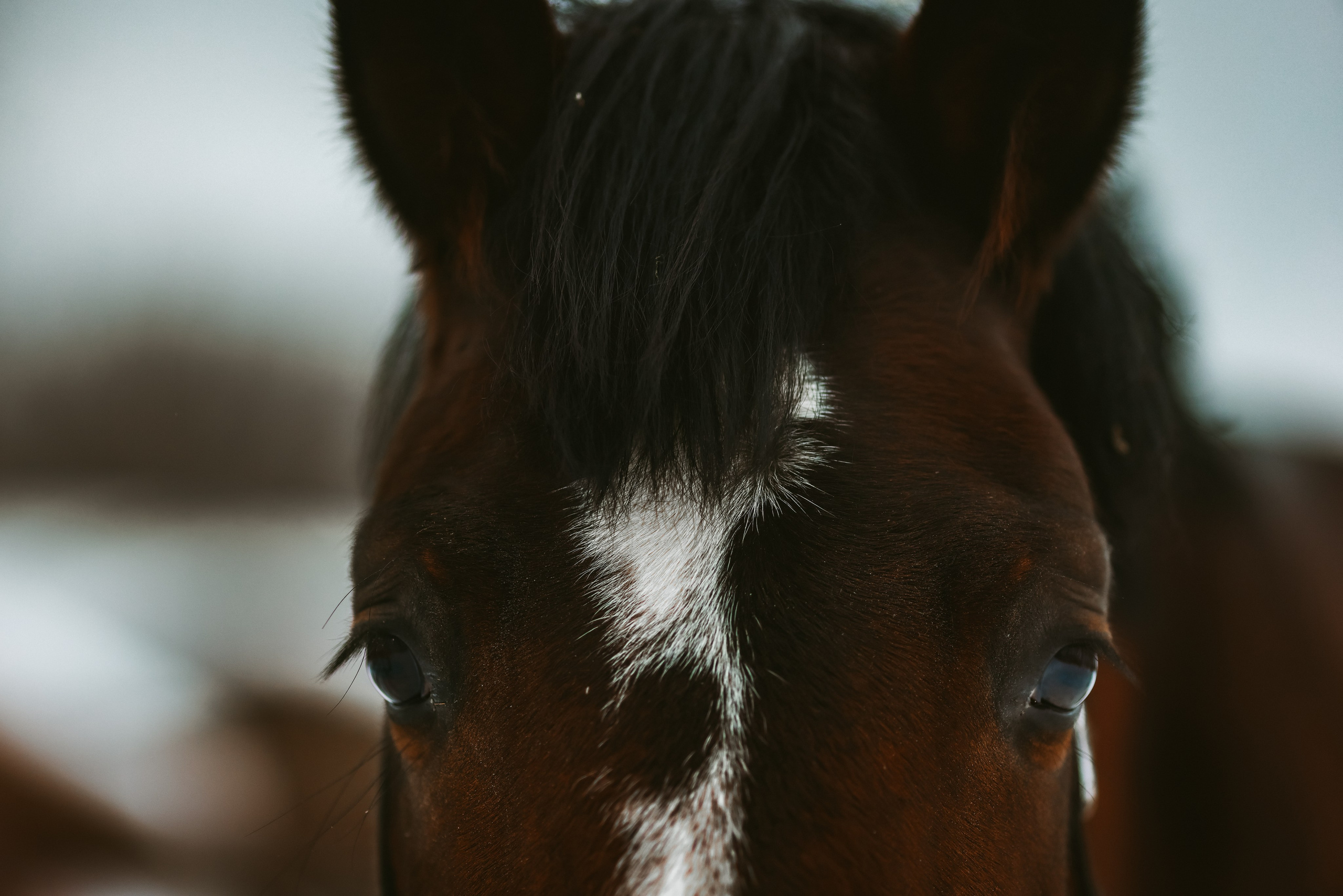 Фотосессии с лошадьми