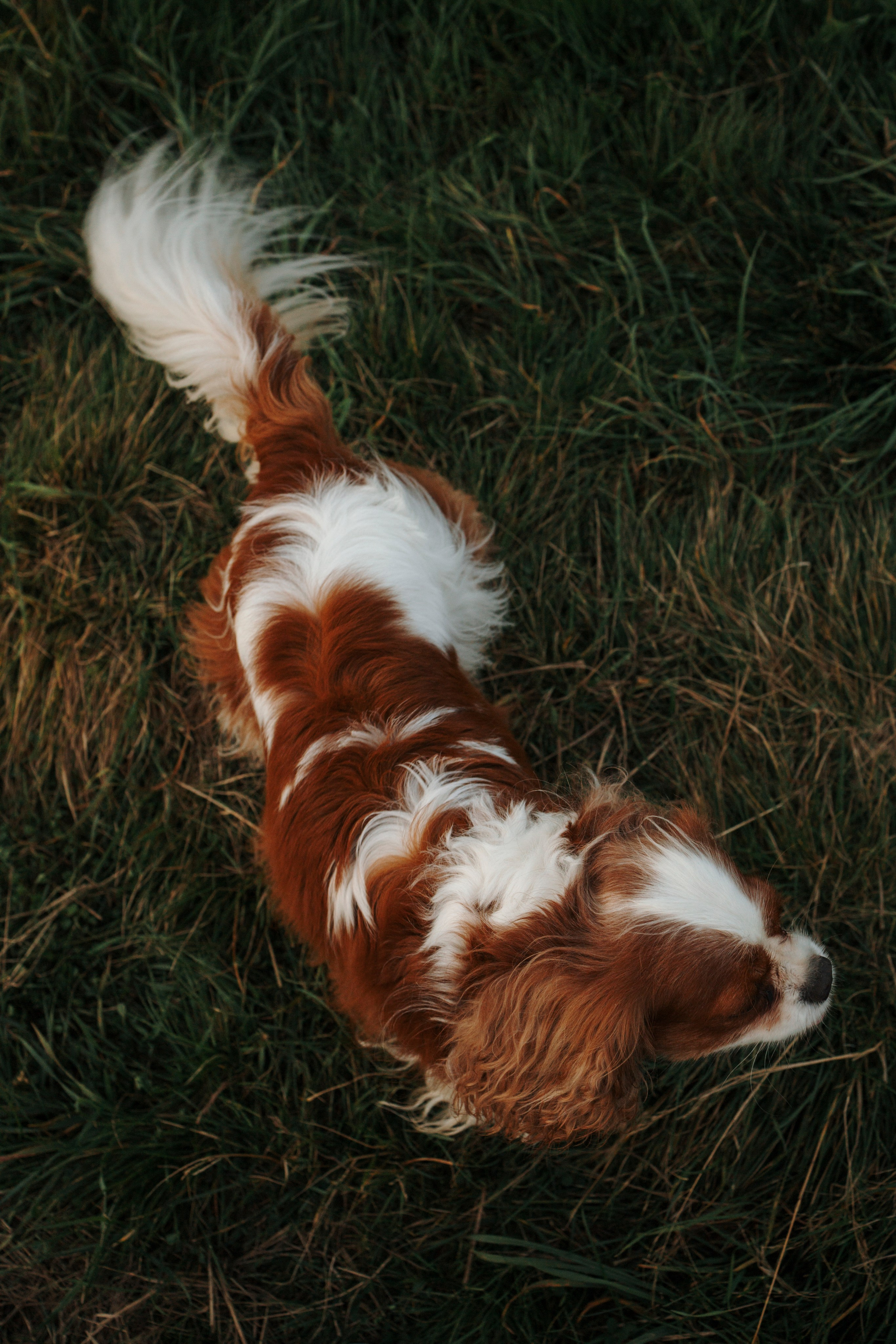 На закате Катерина, Луна и Рикки. Фотограф-анималист в Санкт-Петеребурге Титова Алиса