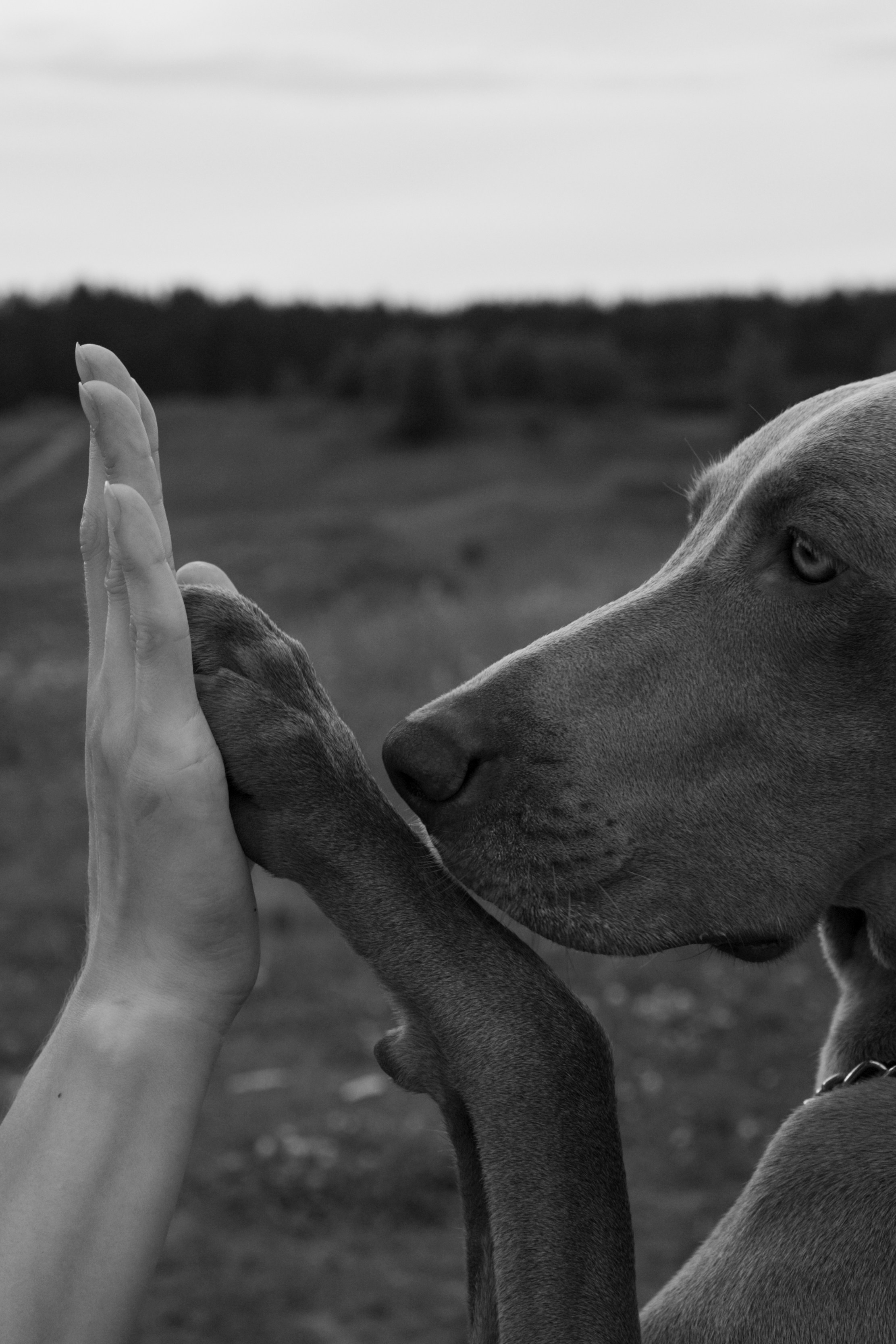 Маргарита и веймаранеры. Фотограф-анималист в Санкт-Петеребурге Титова Алиса