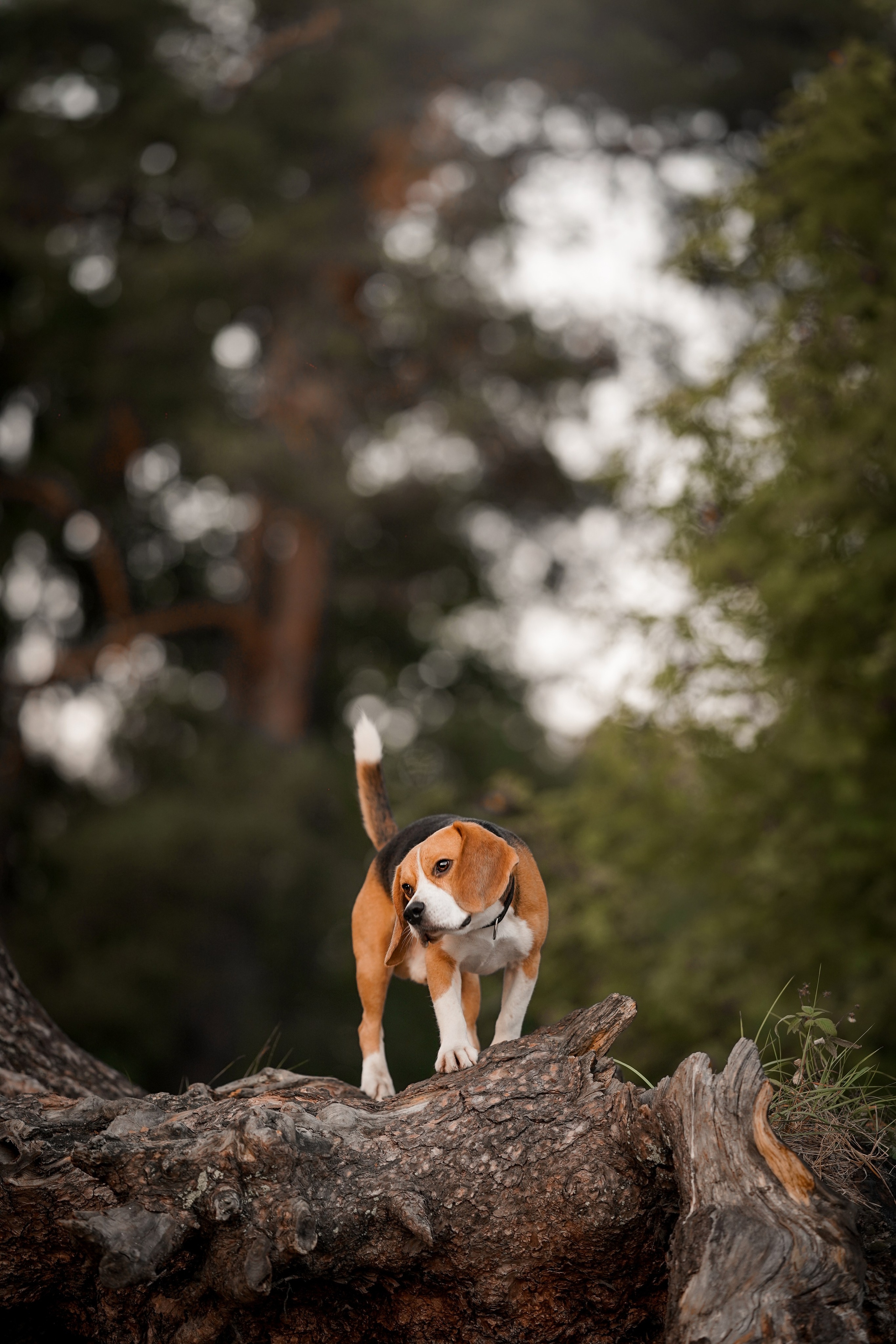 Оля Леша и Ричард. Фотограф-анималист в Санкт-Петербурге Яна Мартынова