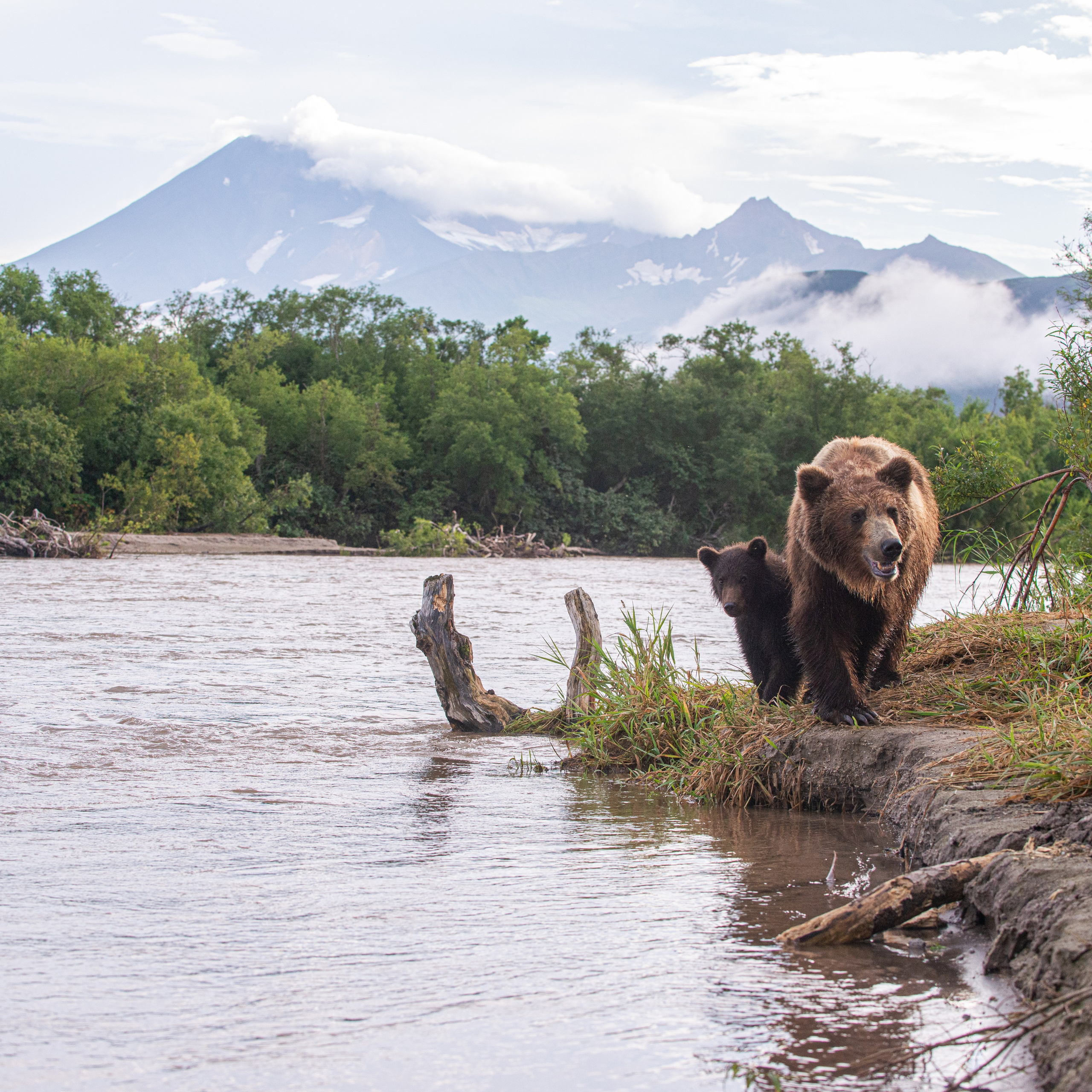 Камчатка — земля медведей. Игорь Иванко — Репортажный и событийный фотограф. Москва