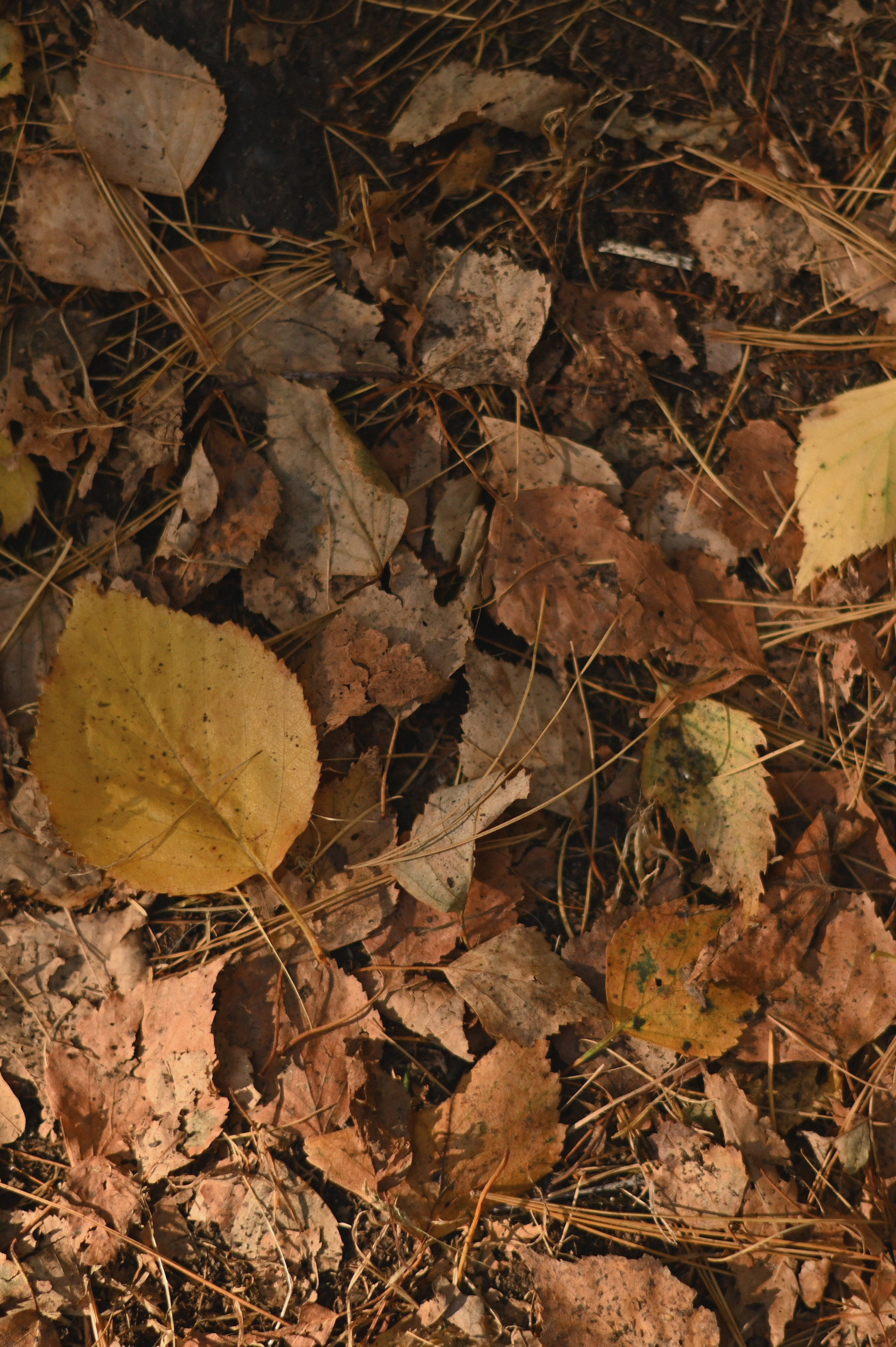 Дерево любви. Фотограф Евгения Пронькина