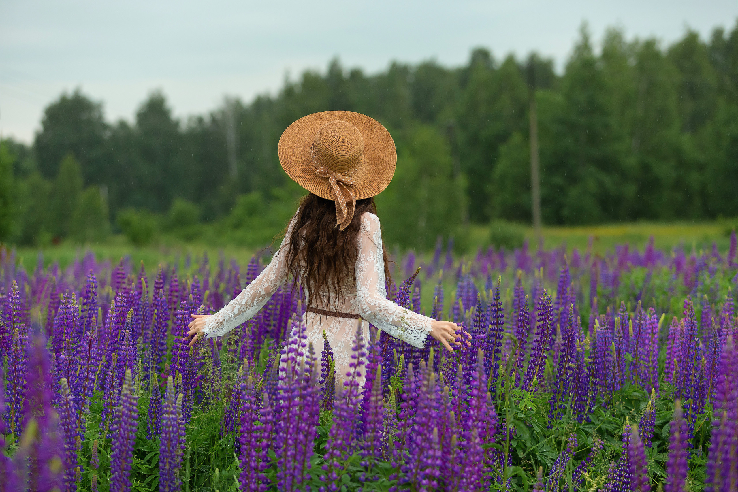 Люпины Снежана. Фотограф Павел Шрайбикус
