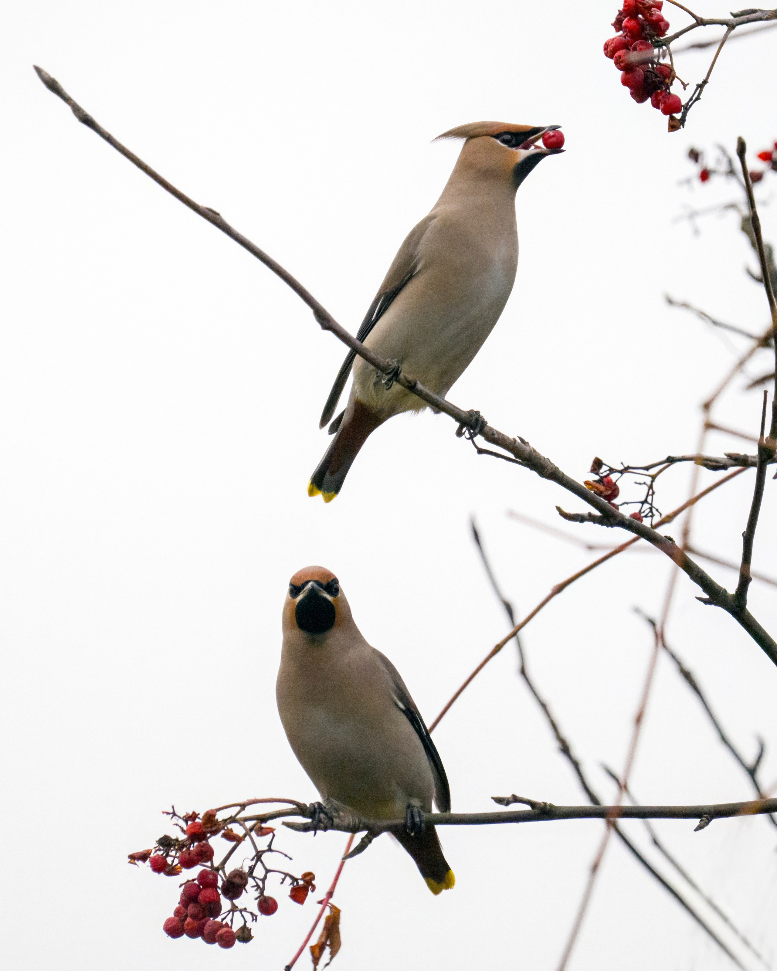 Animals — Животные