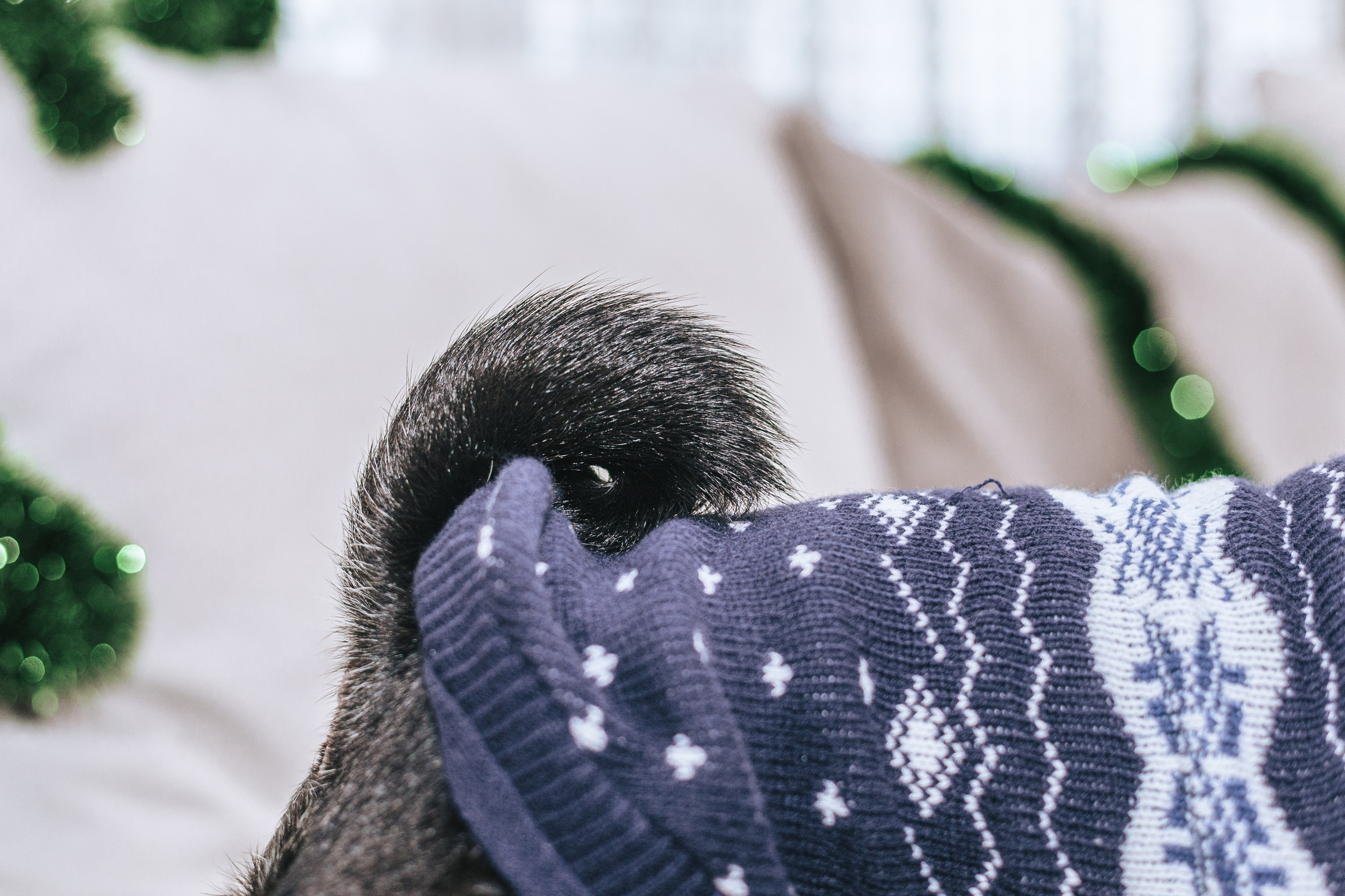 Домашняя фотосессия Оли и двух ее мопсов. Фотограф-анималист Татьяна Степанова