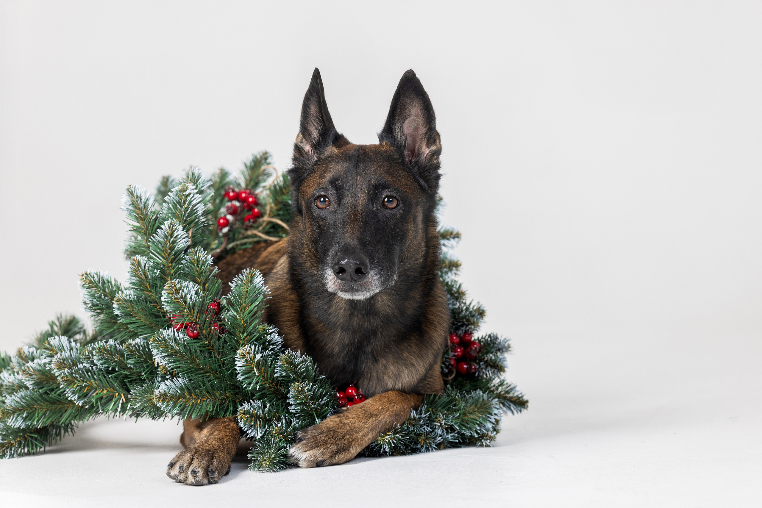 Хвостатый Новый Год. Фотограф Алена Звездина