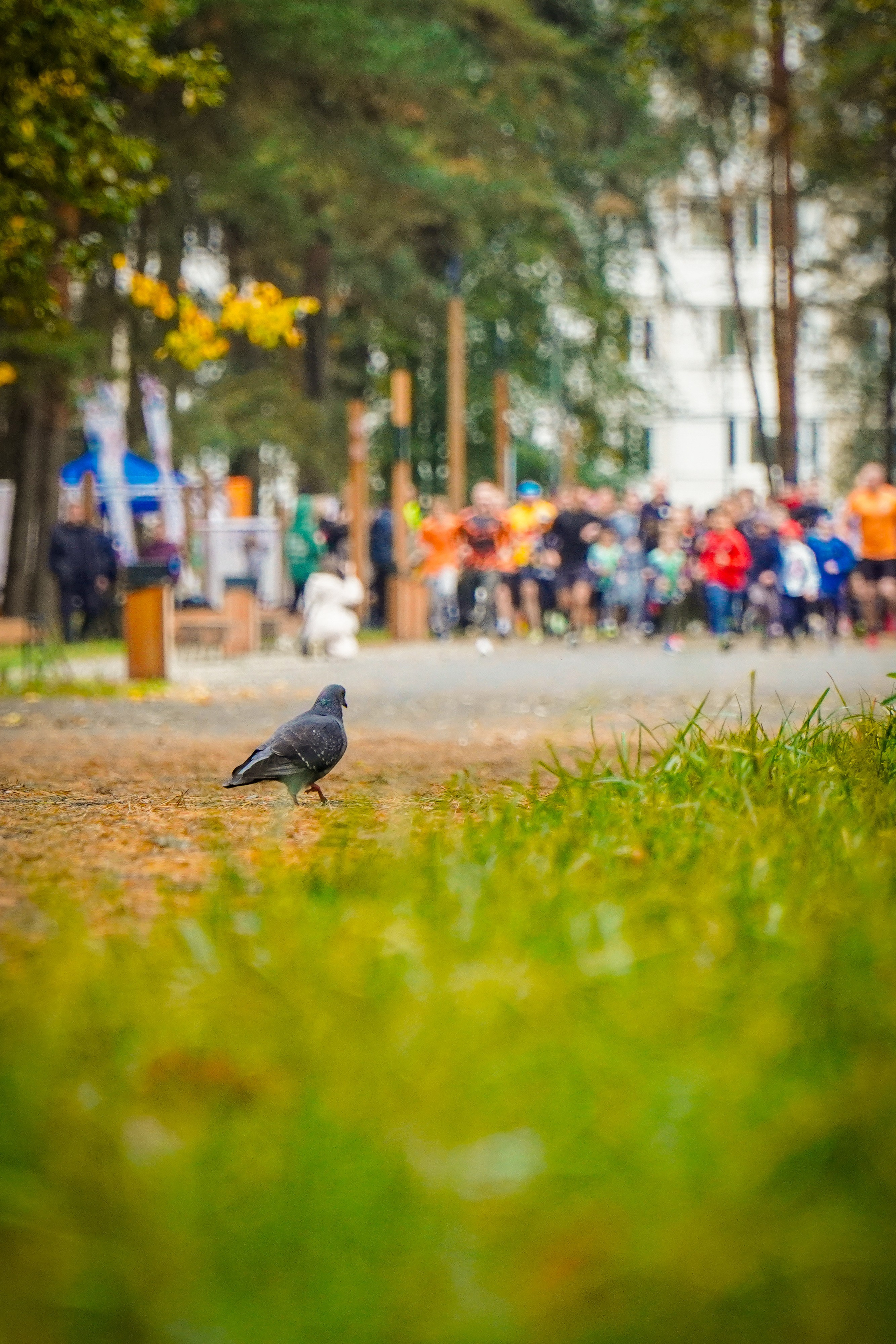 100-й забег 5 вёрст Томилинский. Роман Капилюшов. Бег. Фото. Видео. г. Люберцы