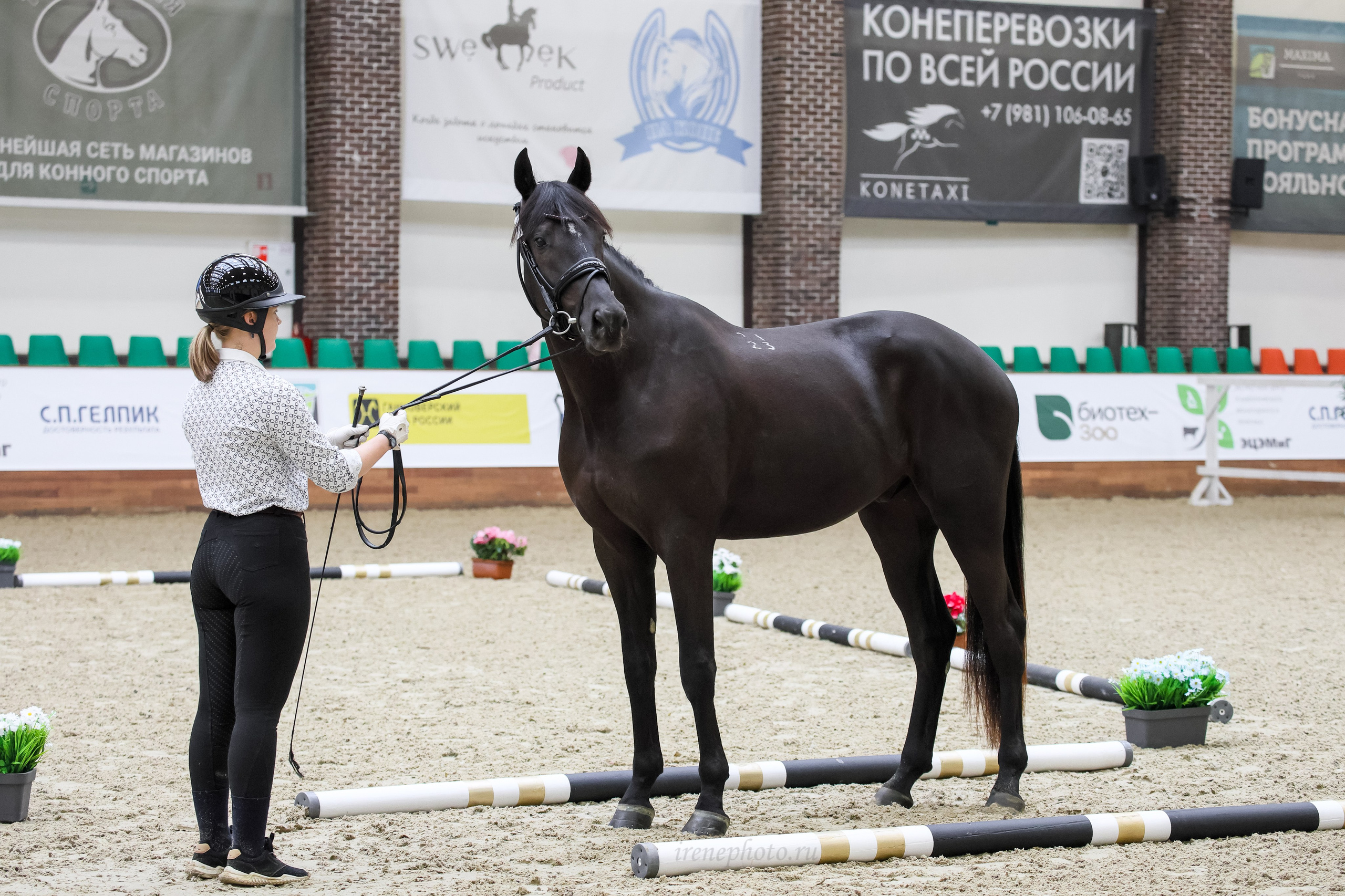 Конная Россия 2024 Оценка двигательных качеств. Irenephoto.ru