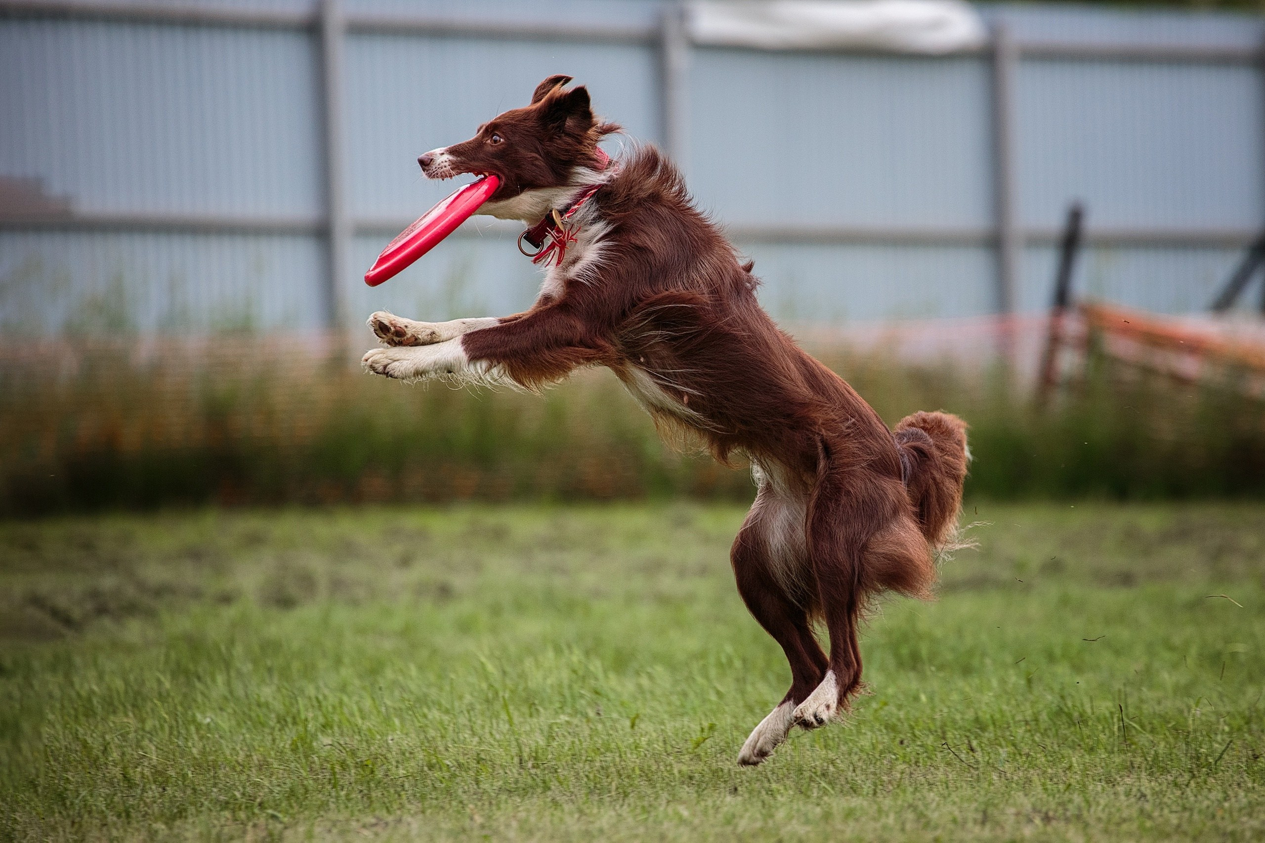 Дог-фризби. Irenephoto.ru