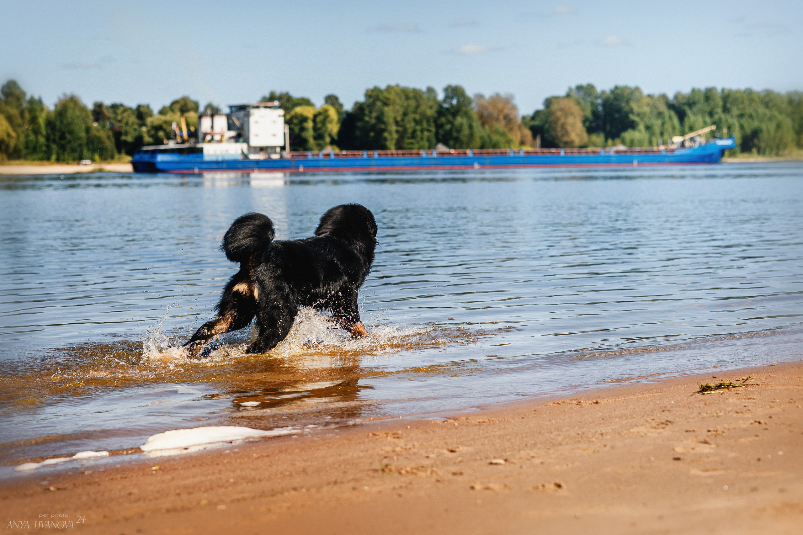 Адмирал. Фотограф анималист Аня Ливанова | Рыбинск
