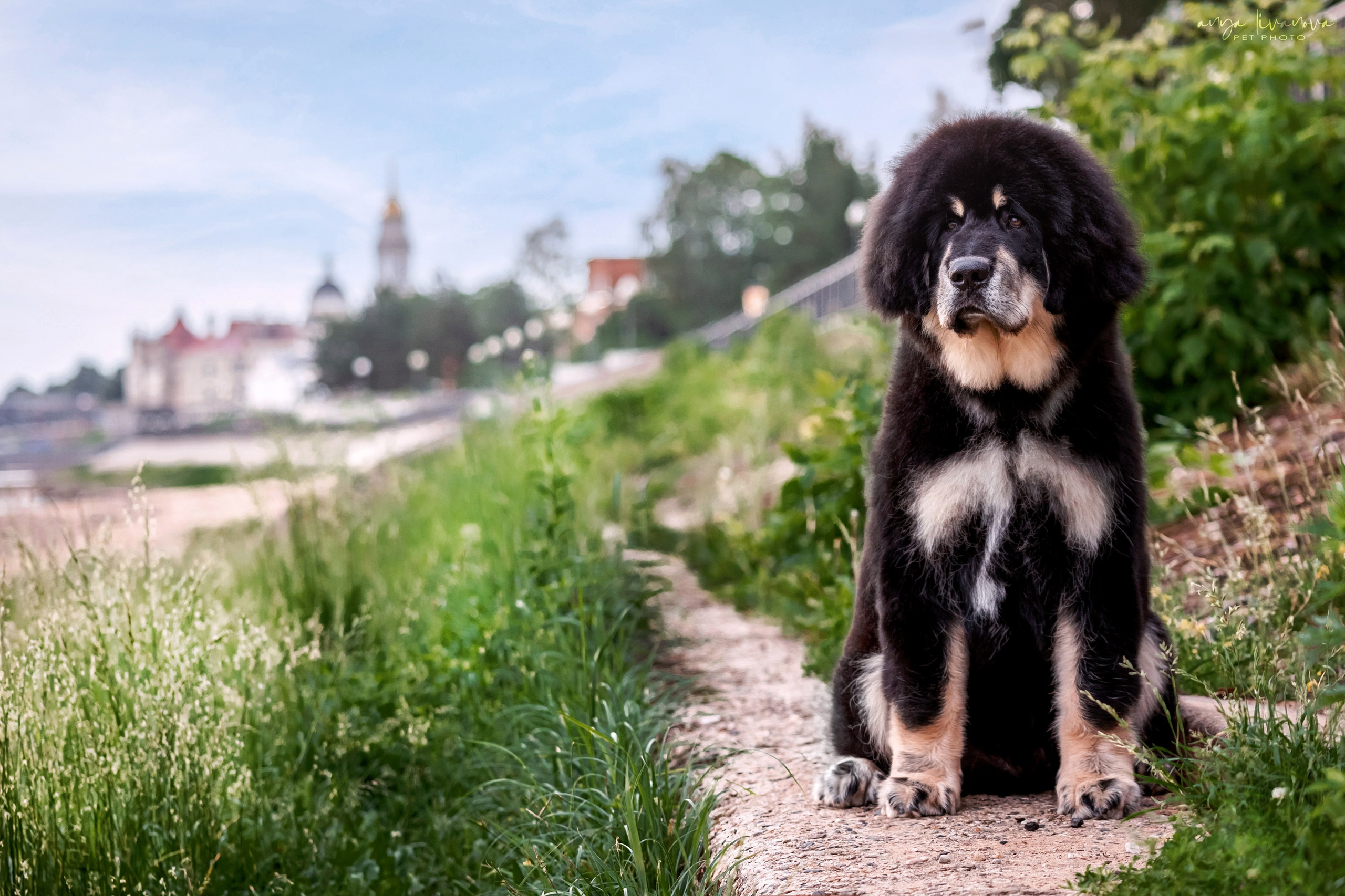 Лео. Фотограф анималист Аня Ливанова | Рыбинск