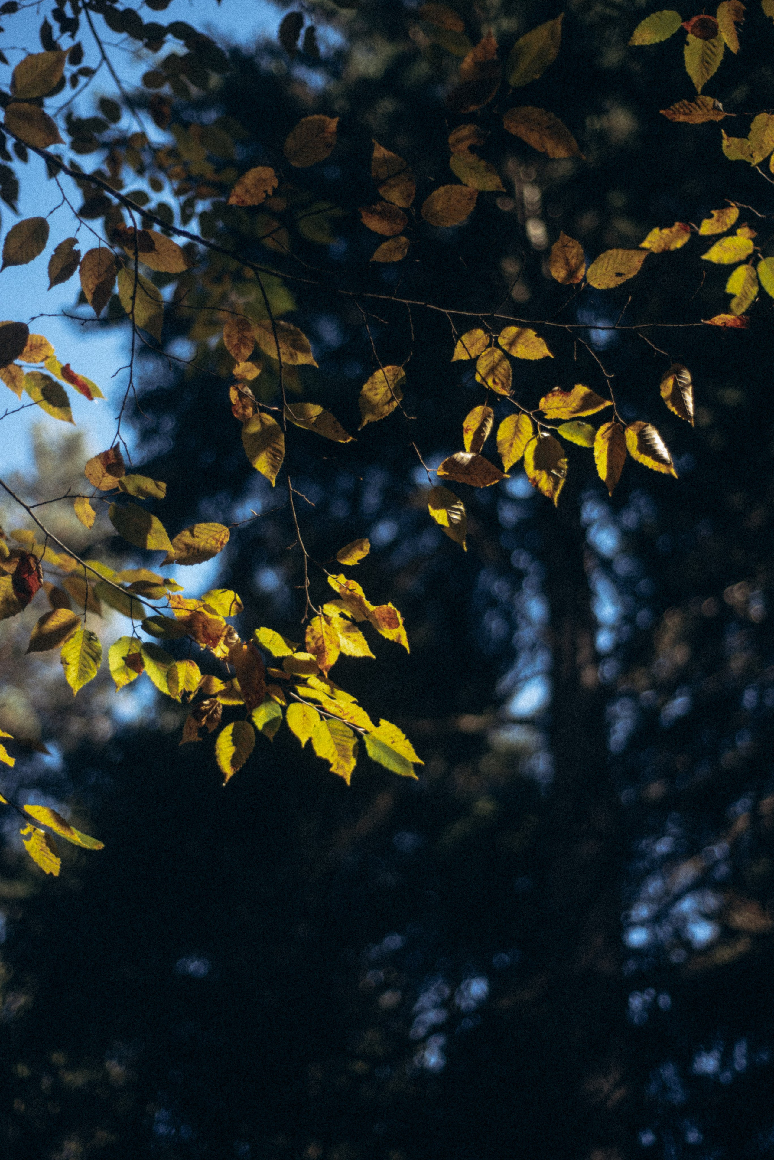 Боржоми, Грузия 🇬🇪. Anita_photo