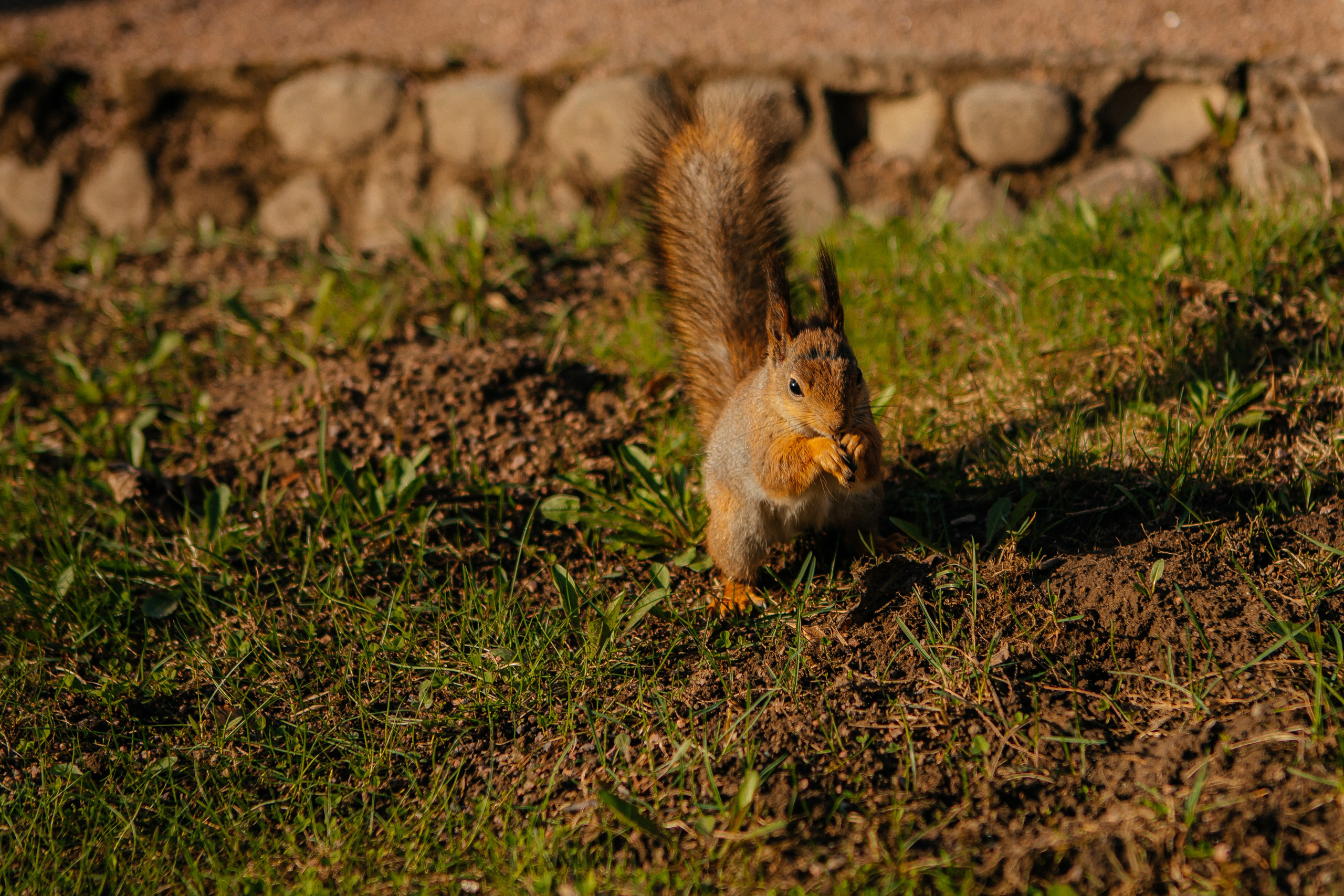 Алена — Петергоф. Elena Sova — семейный и женский фотограф в Санкт-Петербурге