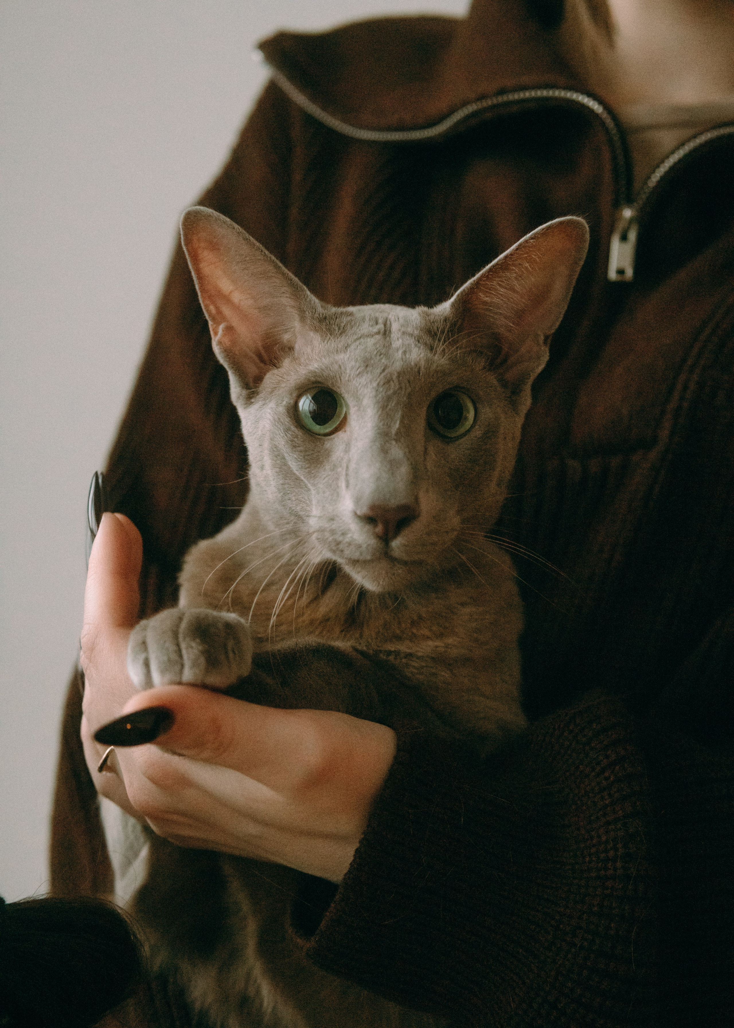 Амина, Булат и Орион. Фотограф-анималист Ксения Воробьева, Москва