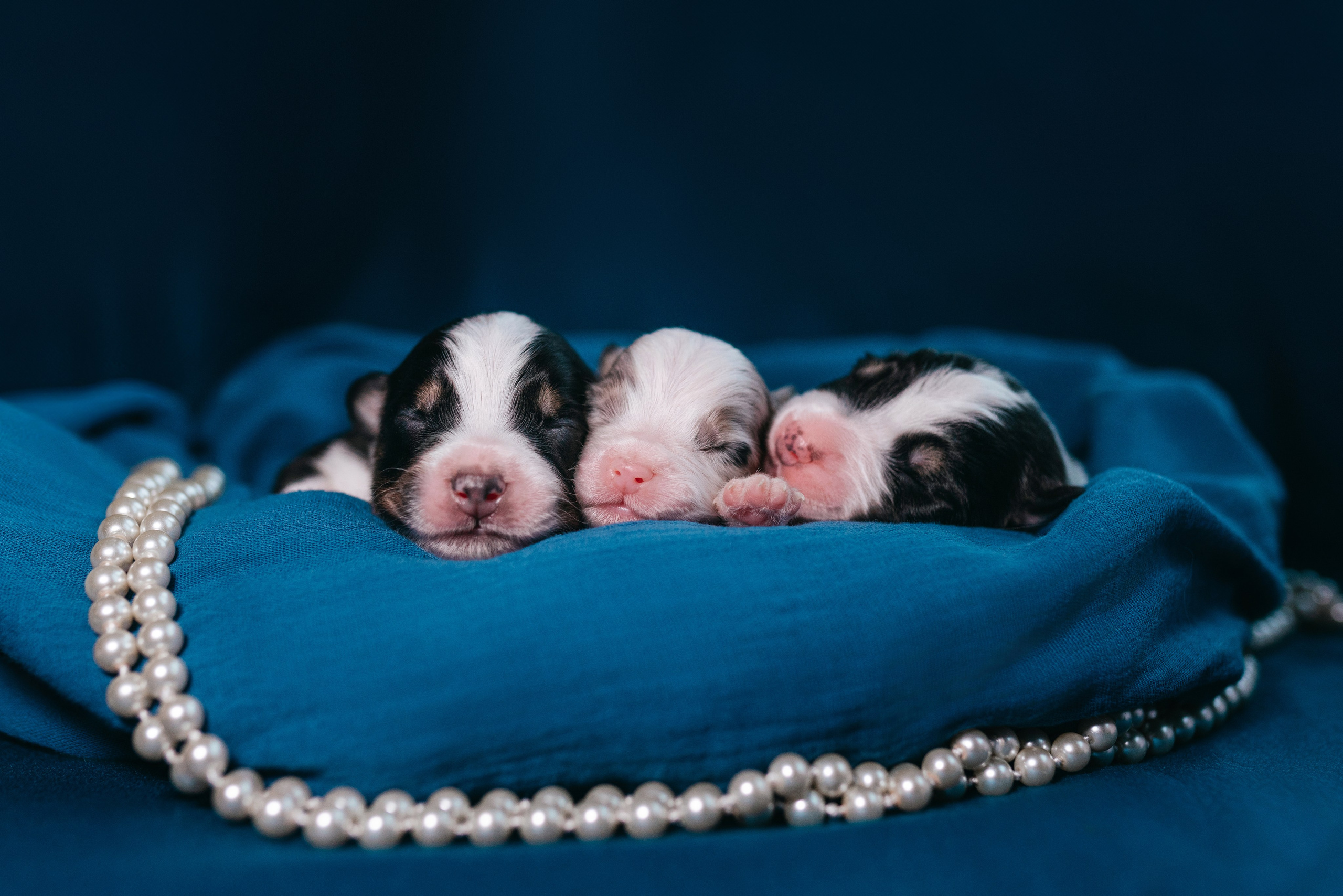 Аусси. Фотограф анималист Осипчикова Мария