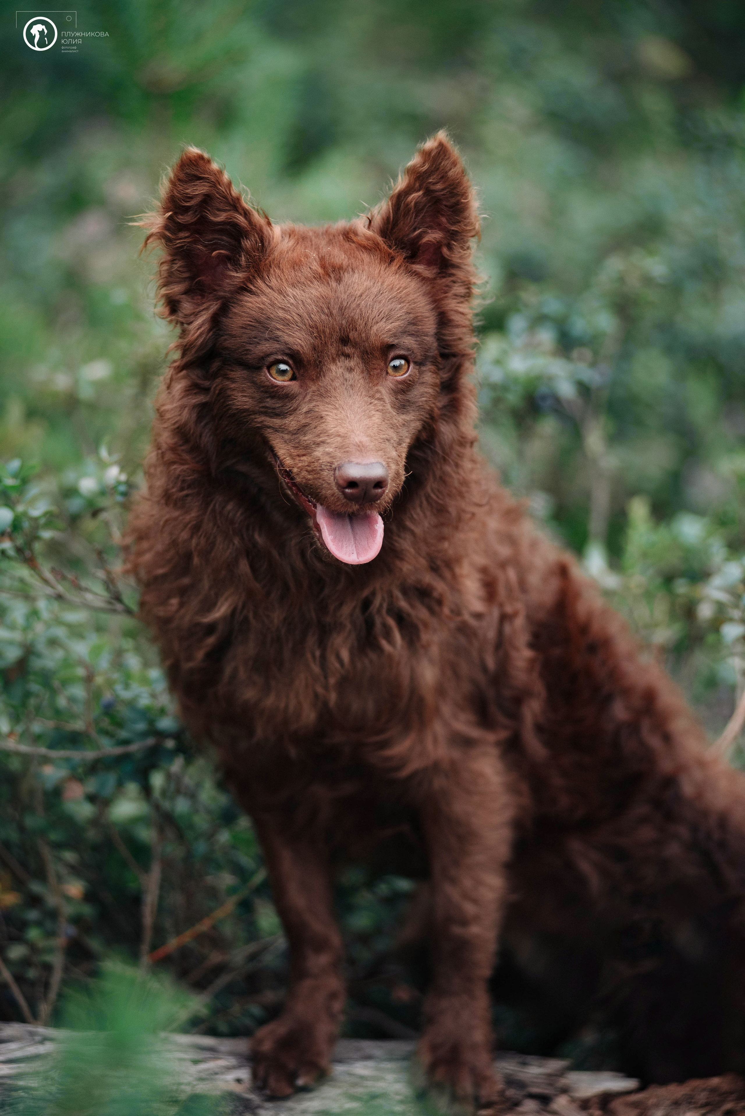 МУДИ — ВСТРЕЧА 2023. Фотограф — анималист Саратов/Москва|Плужникова Юлия