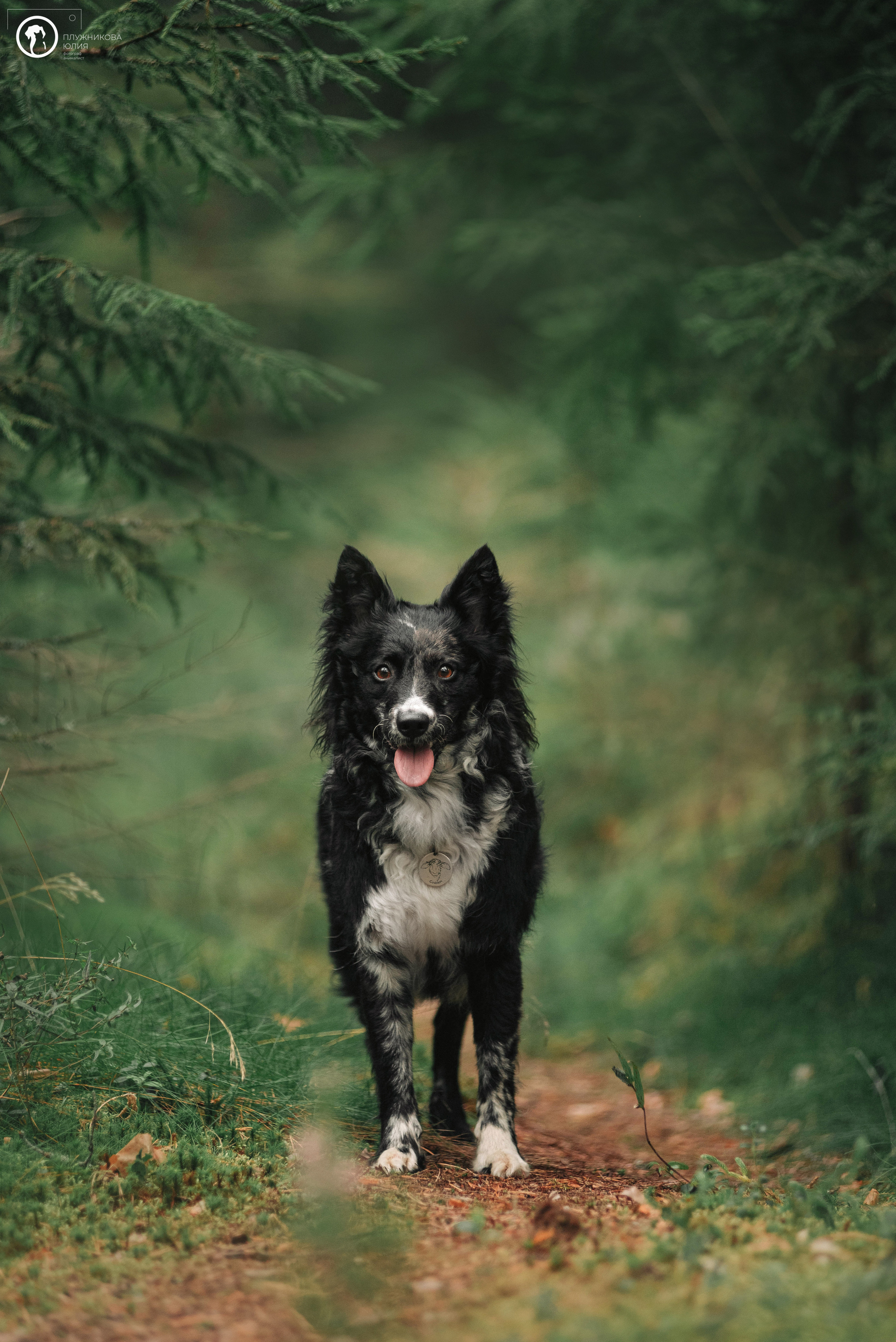 МУДИ — ВСТРЕЧА 2023. Фотограф — анималист Саратов/Москва|Плужникова Юлия