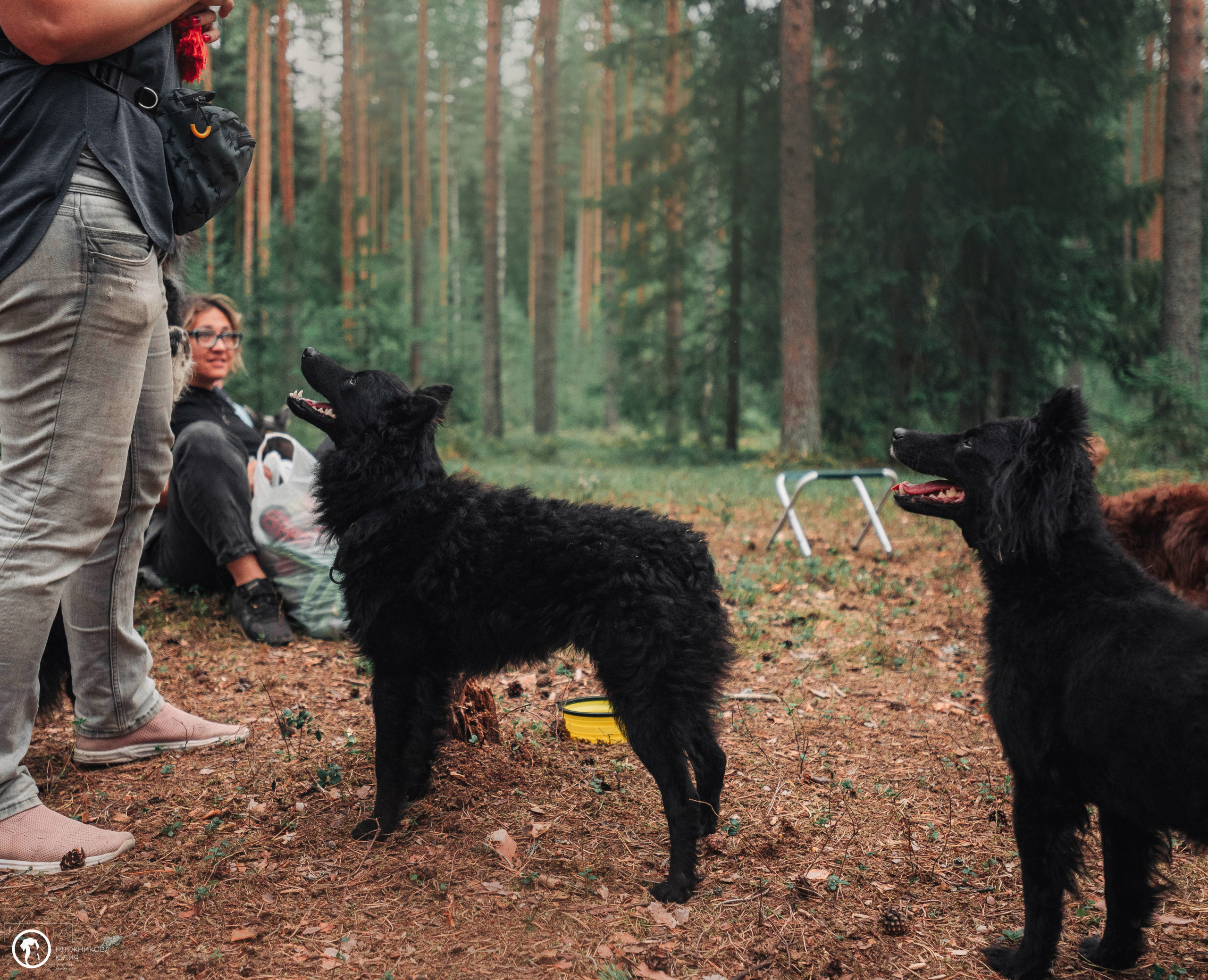 МУДИ — ВСТРЕЧА 2023. Фотограф — анималист Саратов/Москва|Плужникова Юлия