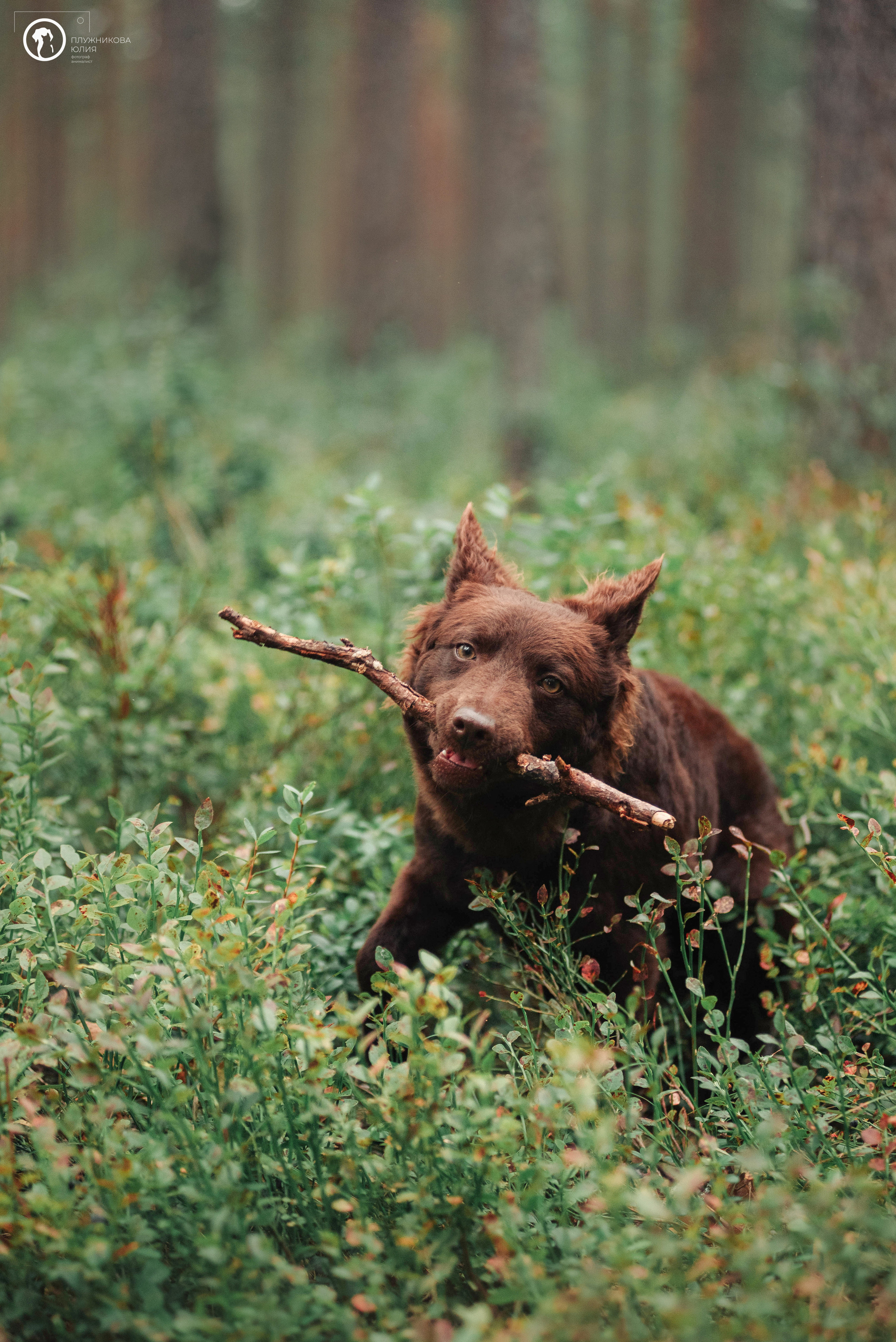 МУДИ — ВСТРЕЧА 2023. Фотограф — анималист Саратов/Москва|Плужникова Юлия