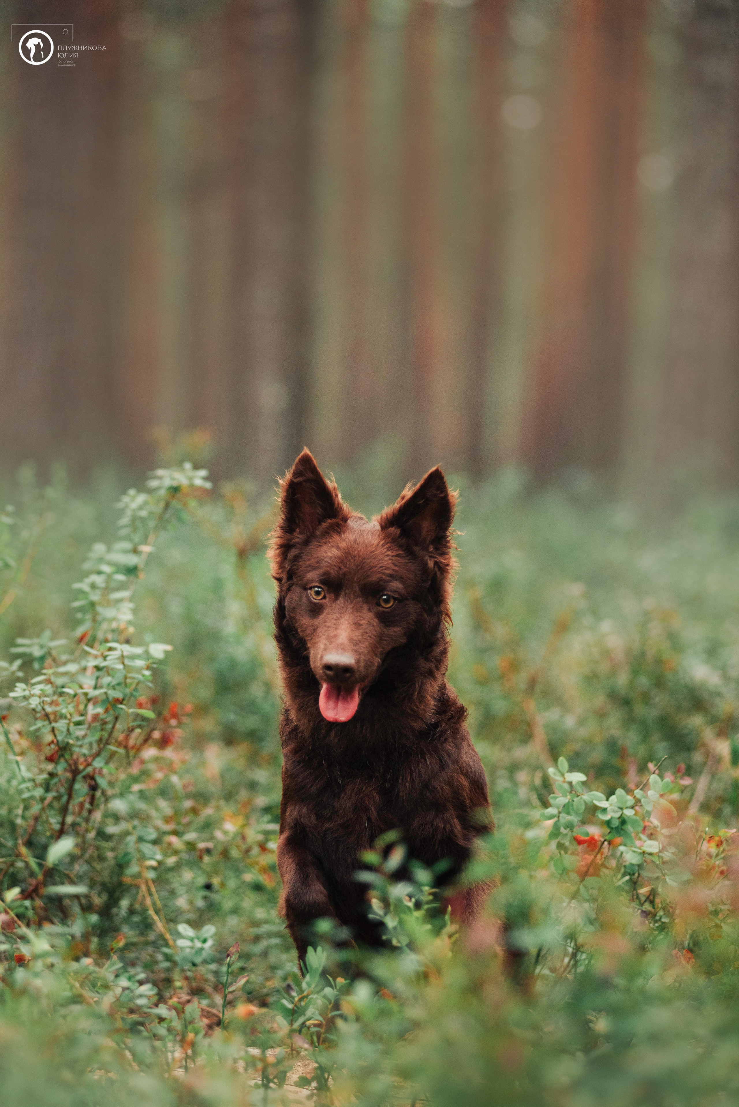 МУДИ — ВСТРЕЧА 2023. Фотограф — анималист Саратов/Москва|Плужникова Юлия