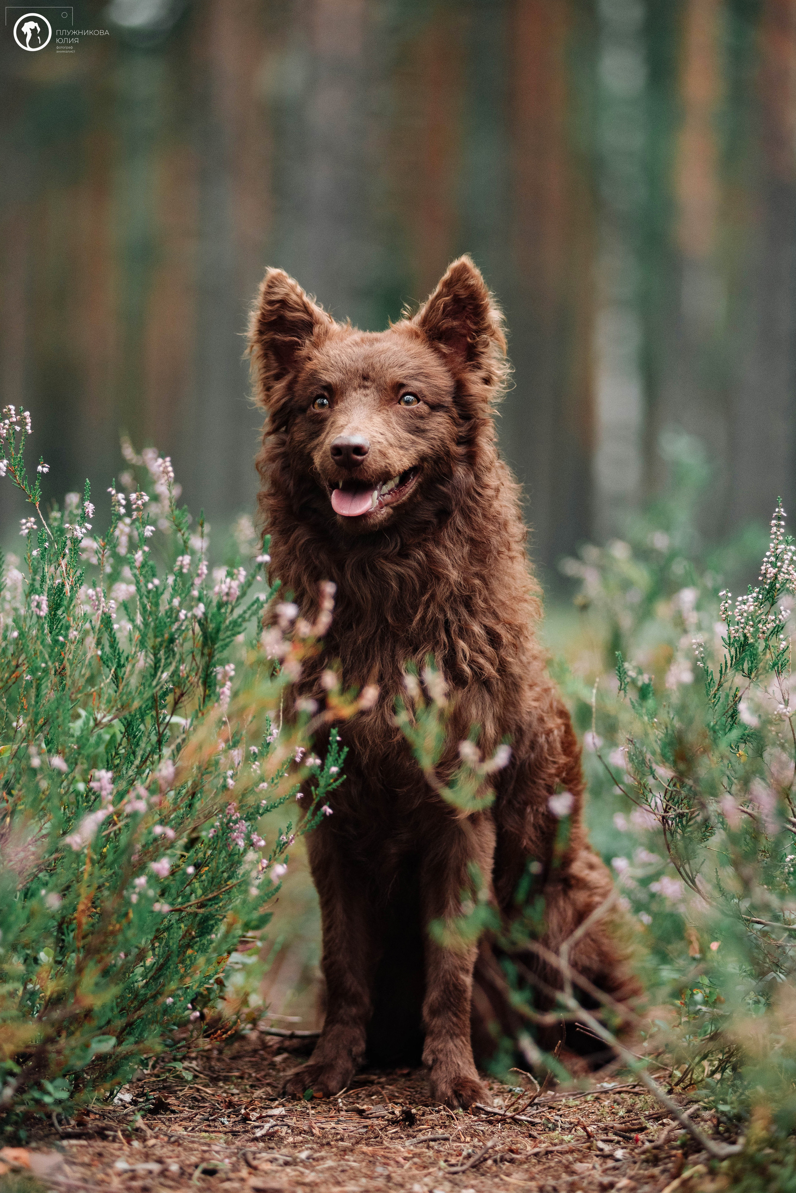 МУДИ — ВСТРЕЧА 2023. Фотограф — анималист Саратов/Москва|Плужникова Юлия