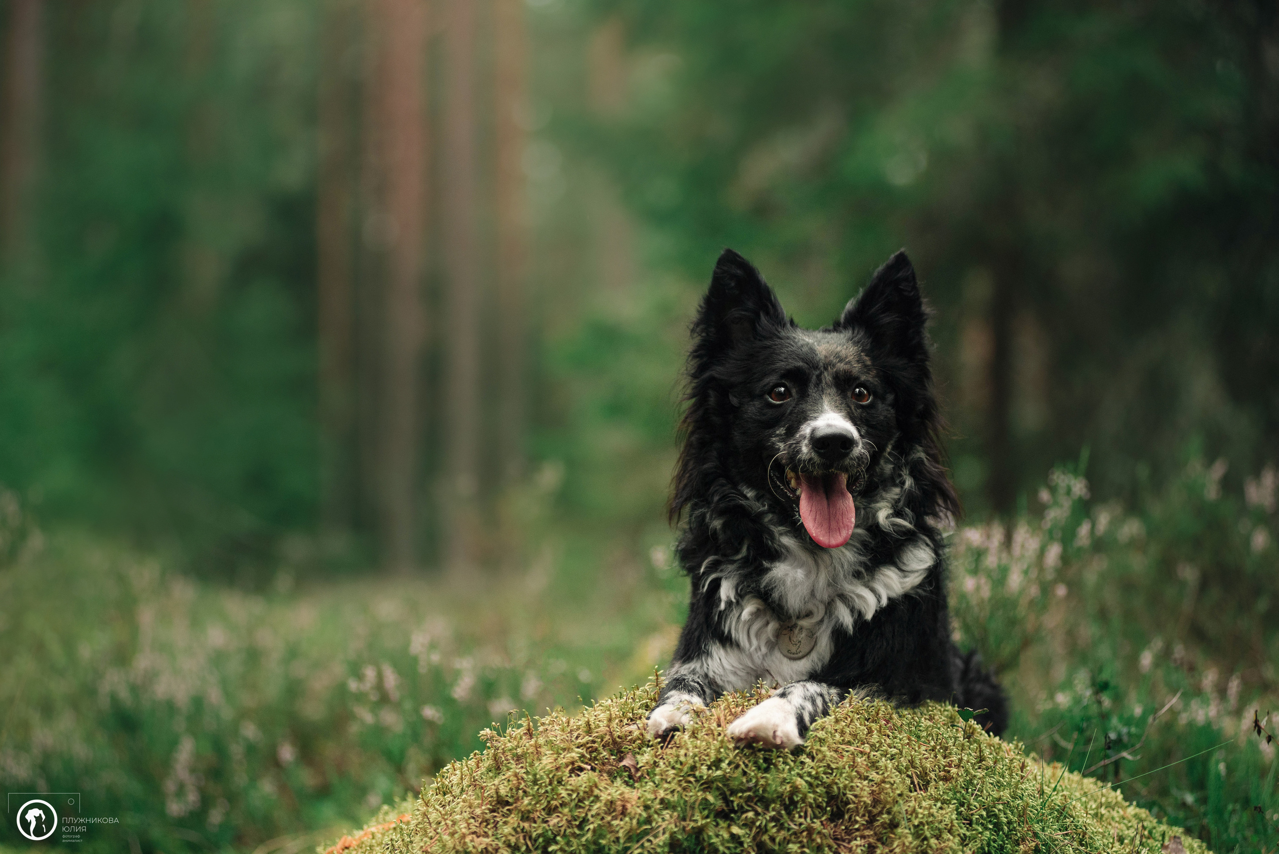 МУДИ — ВСТРЕЧА 2023. Фотограф — анималист Саратов/Москва|Плужникова Юлия