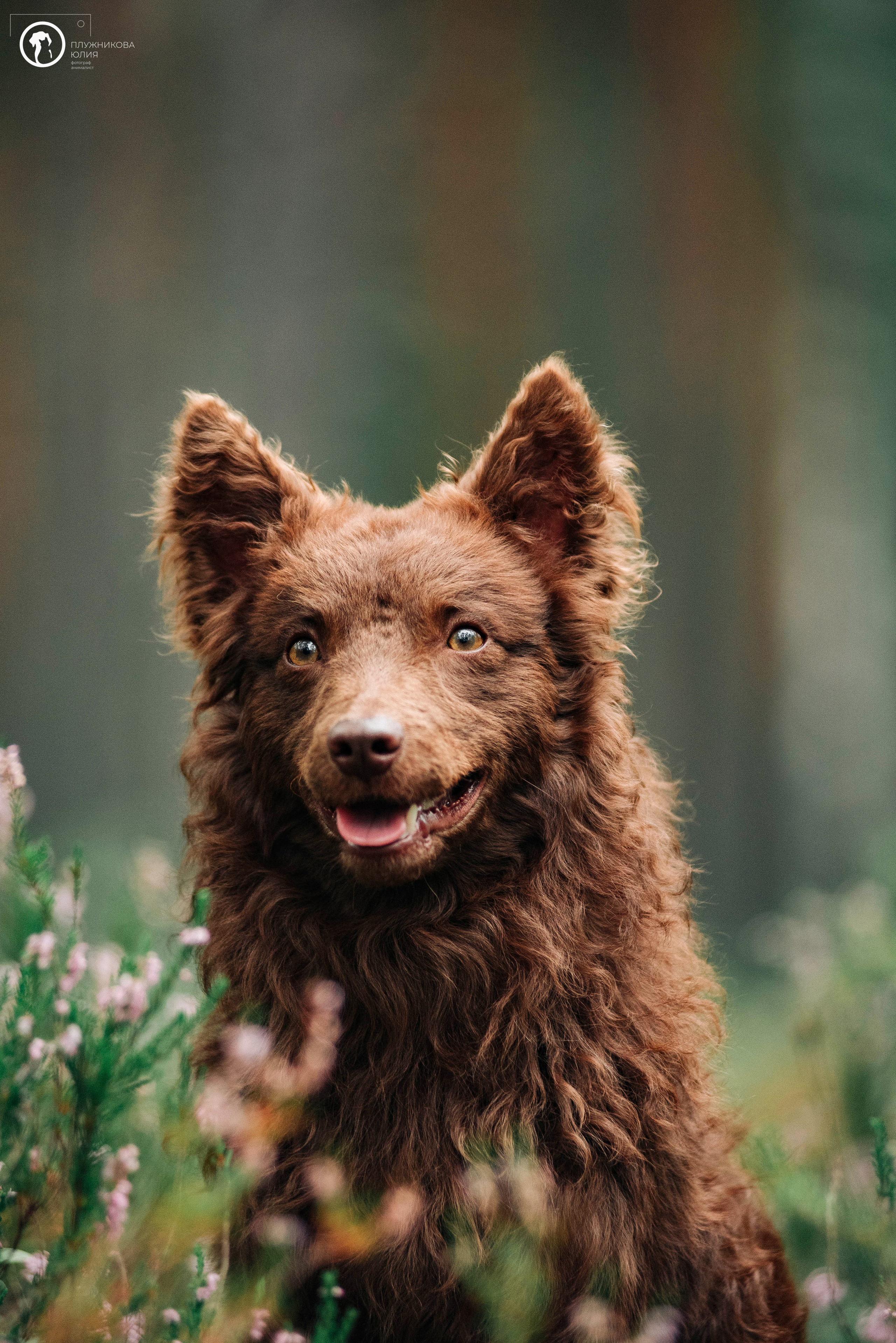 МУДИ — ВСТРЕЧА 2023. Фотограф — анималист Саратов/Москва|Плужникова Юлия