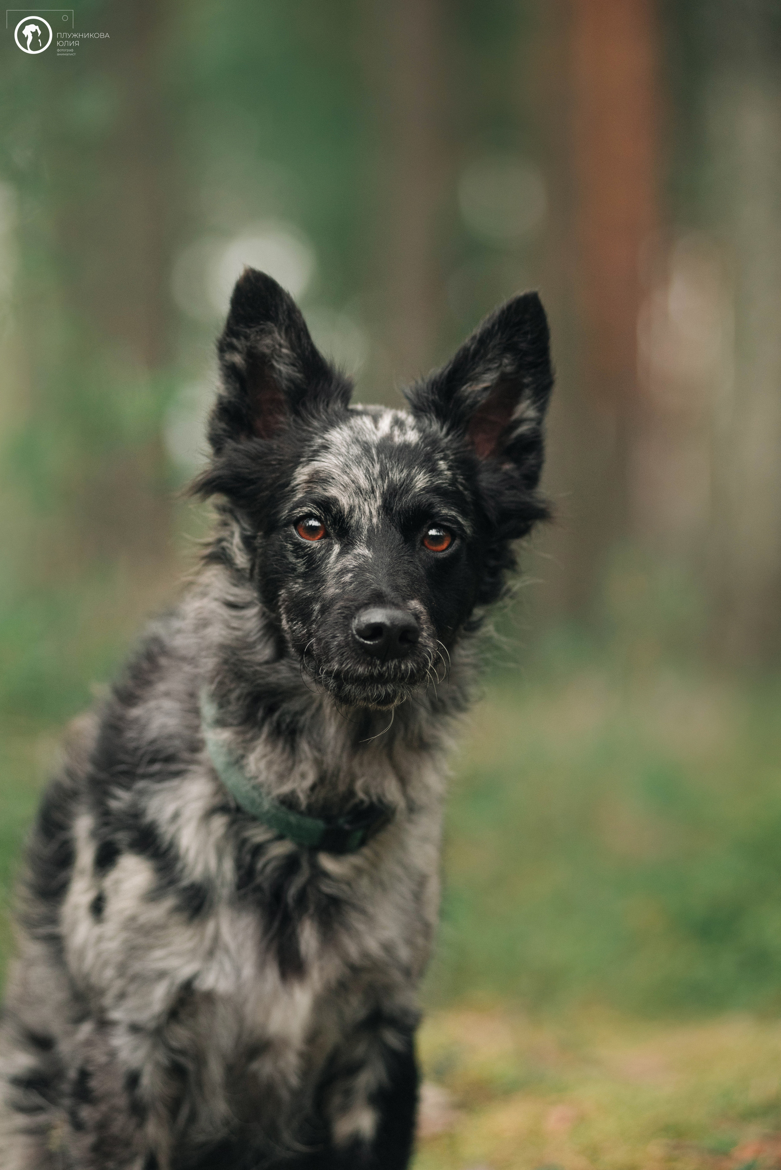 МУДИ — ВСТРЕЧА 2023. Фотограф — анималист Саратов/Москва|Плужникова Юлия