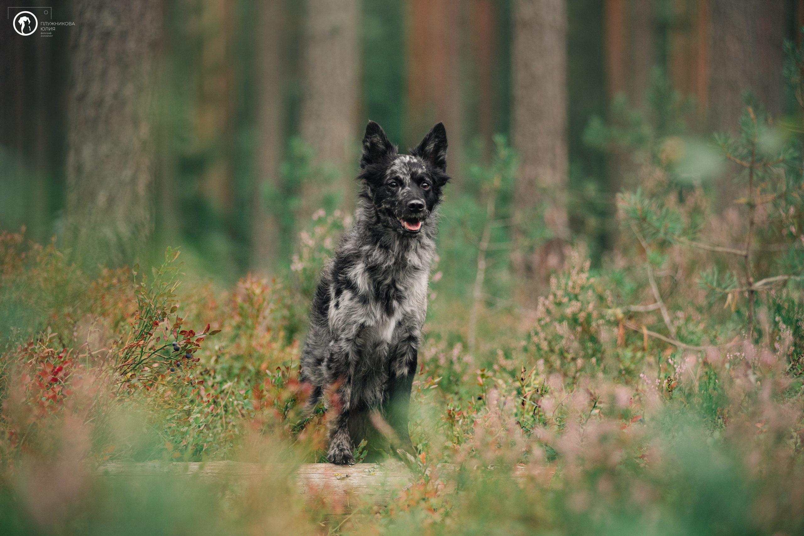 МУДИ — ВСТРЕЧА 2023. Фотограф — анималист Саратов/Москва|Плужникова Юлия