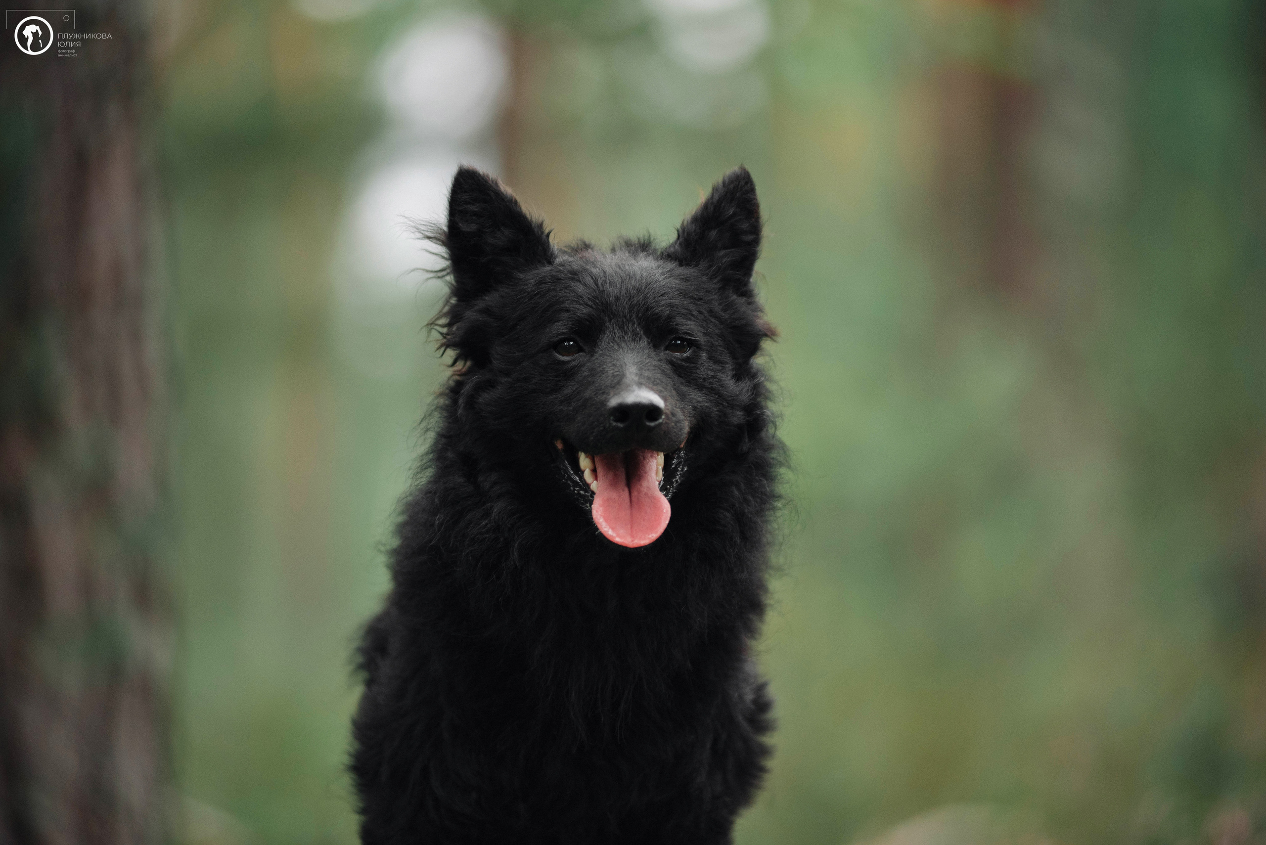 МУДИ — ВСТРЕЧА 2023. Фотограф — анималист Саратов/Москва|Плужникова Юлия