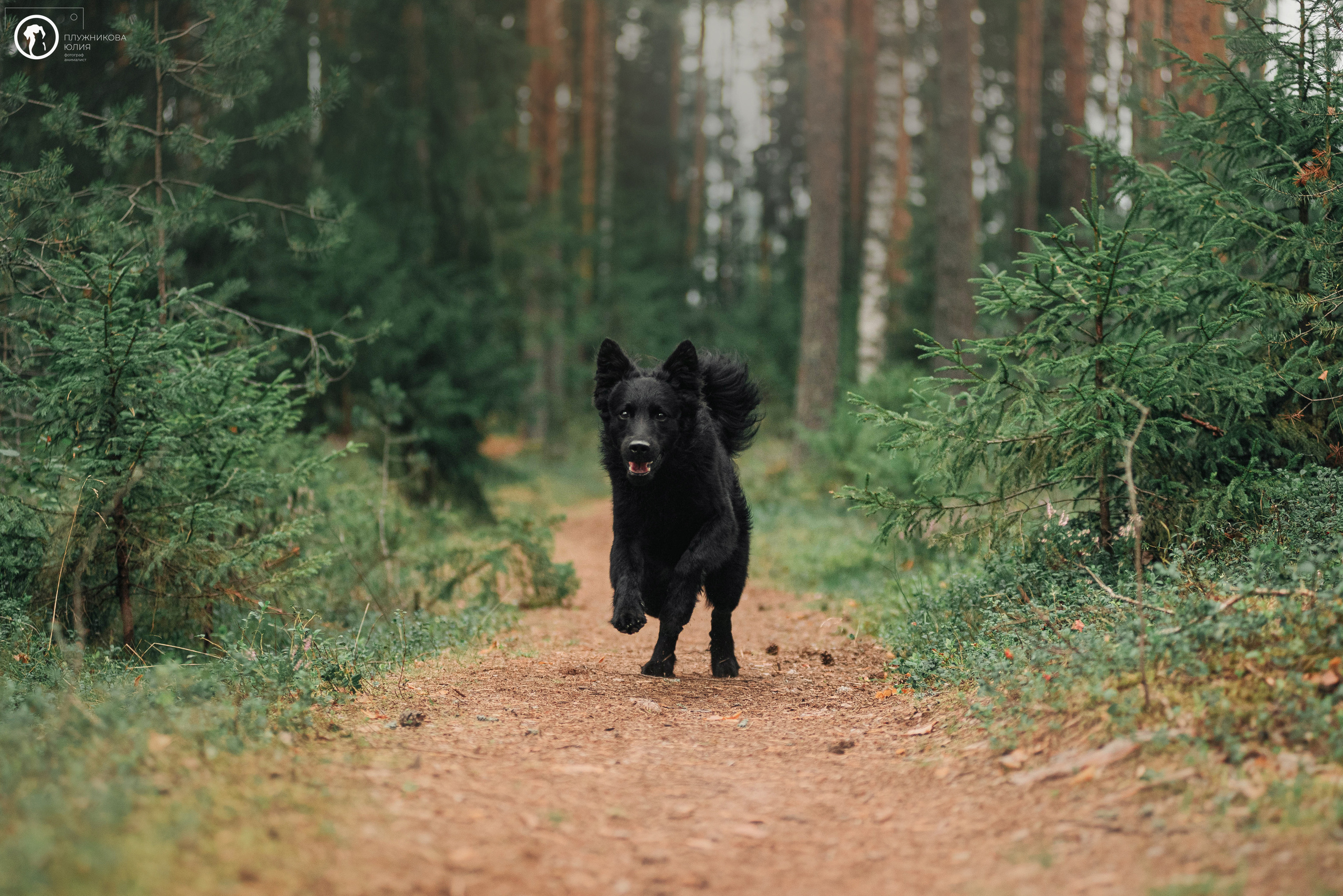 МУДИ — ВСТРЕЧА 2023. Фотограф — анималист Саратов/Москва|Плужникова Юлия